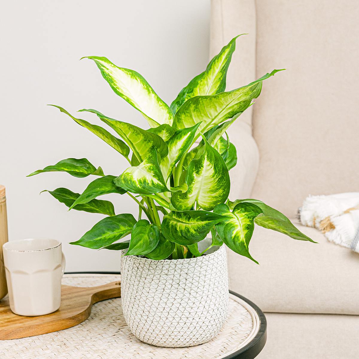 Dieffenbachia Camille picture 1