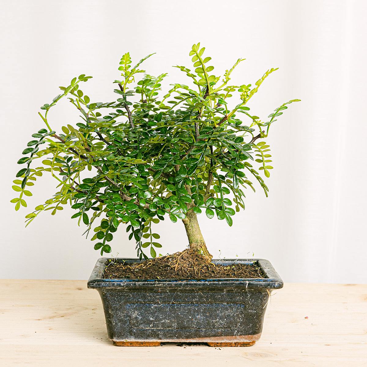 Bonsai 5 let Zathoxylum picture 0
