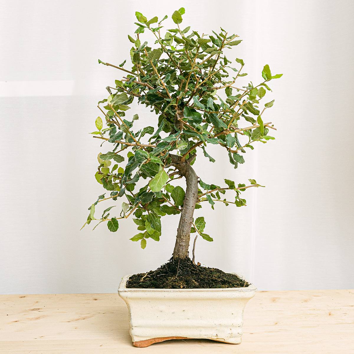 Bonsaj 7 let starý Quecus picture 0