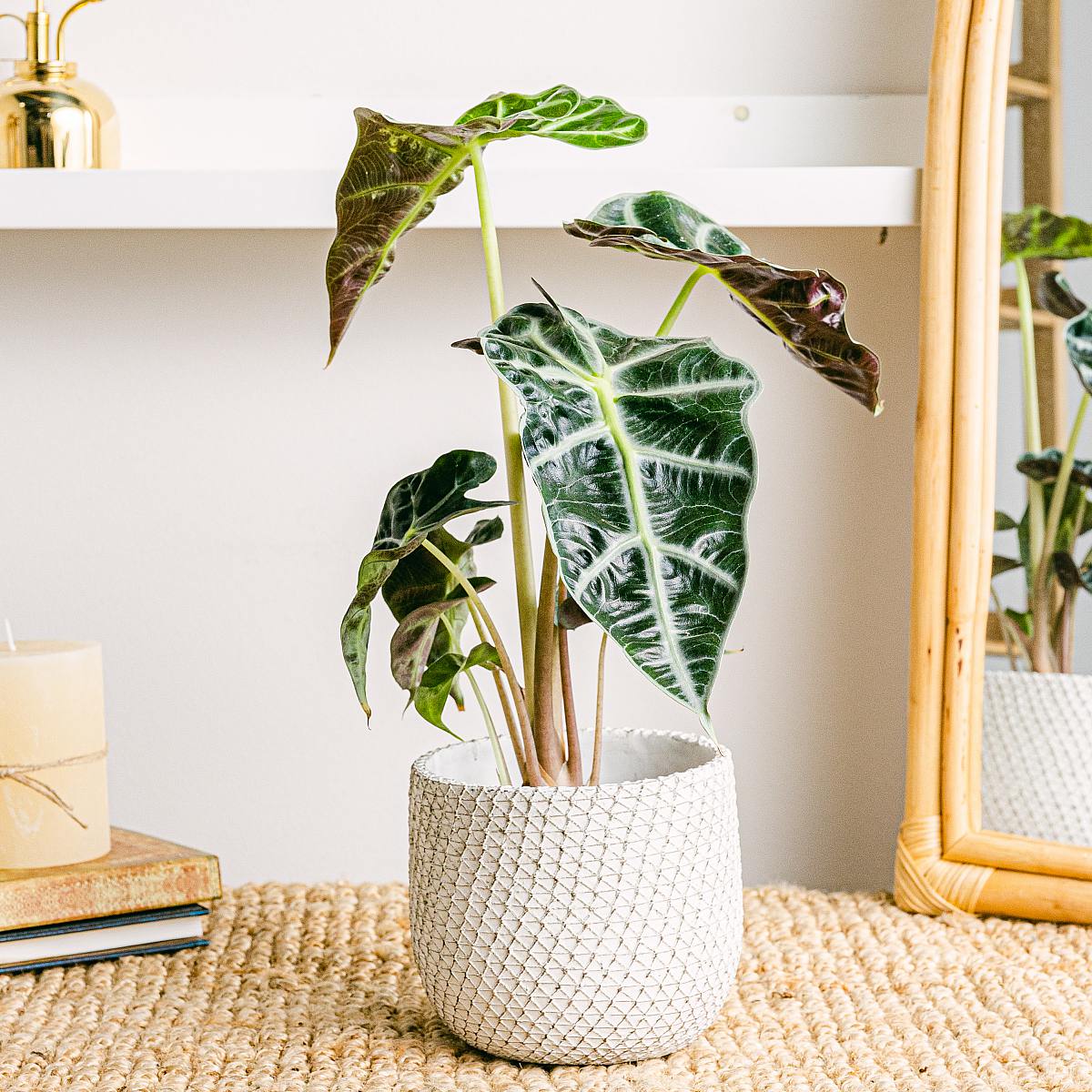 Alocasia amazonica picture 2