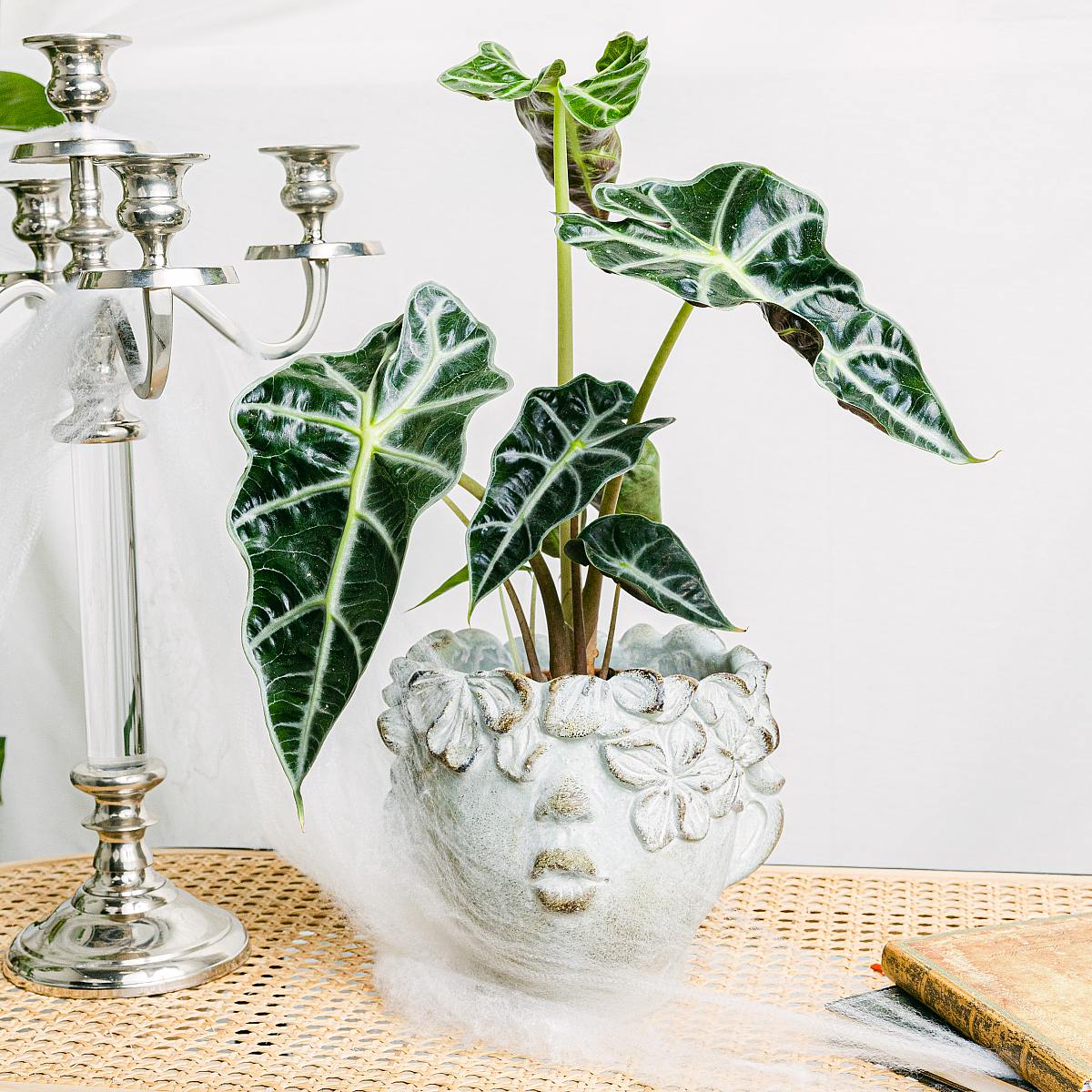 Alocasia amazonica picture 1