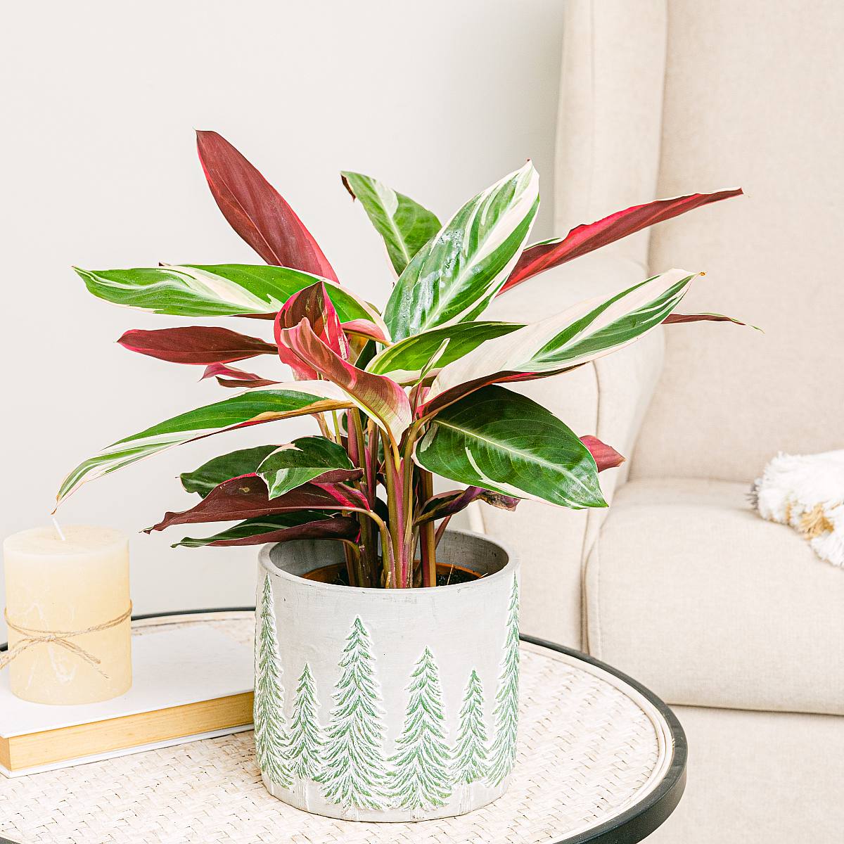 Calathea triostar picture 2