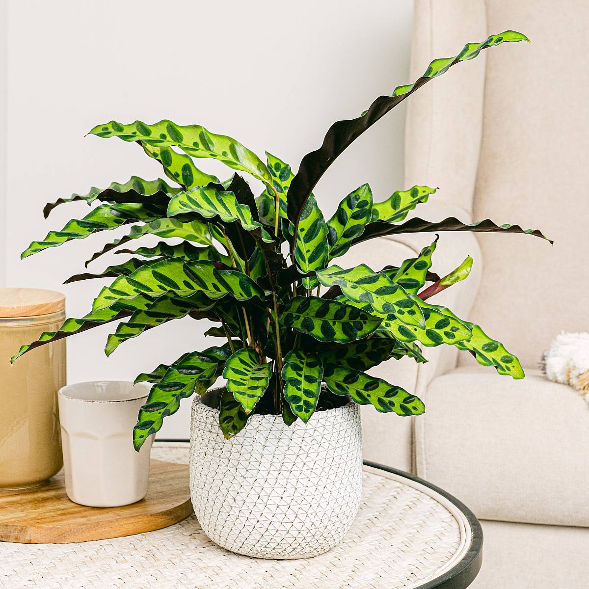 Calathea Lancifolia picture 0