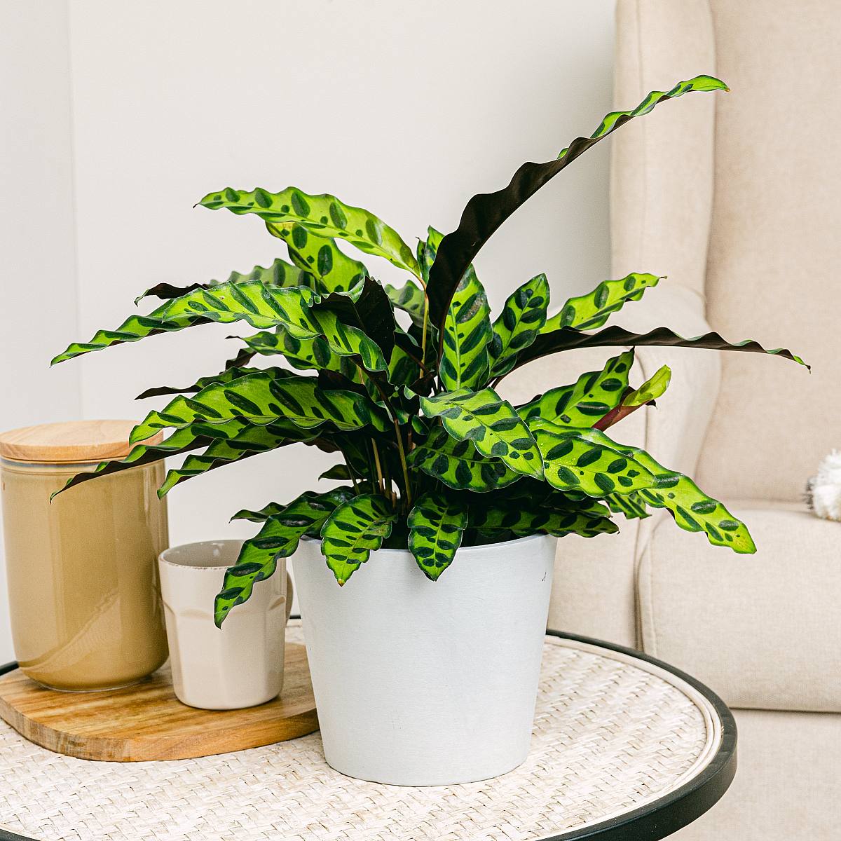 Calathea Lancifolia picture 1