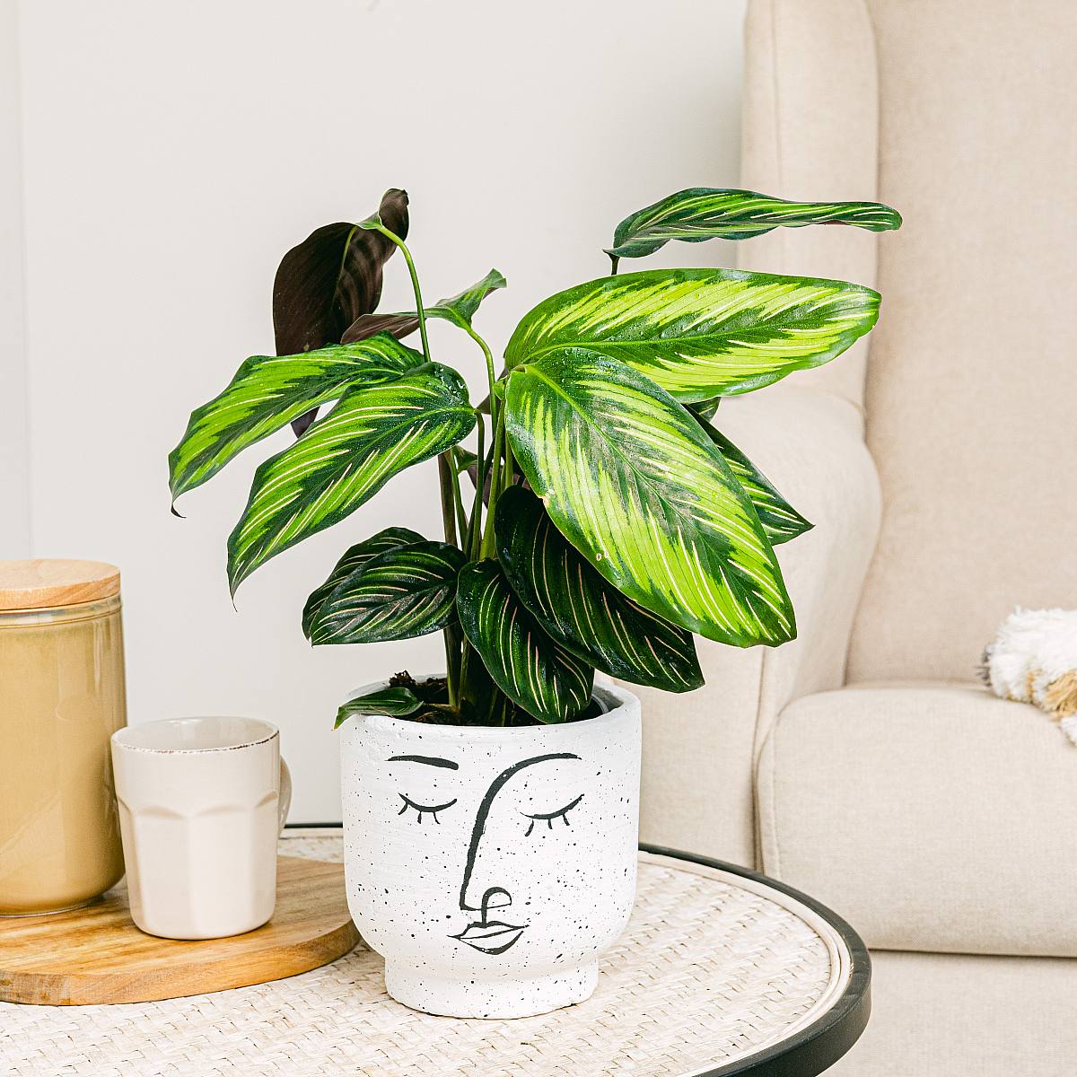 Calathea ornata picture 0