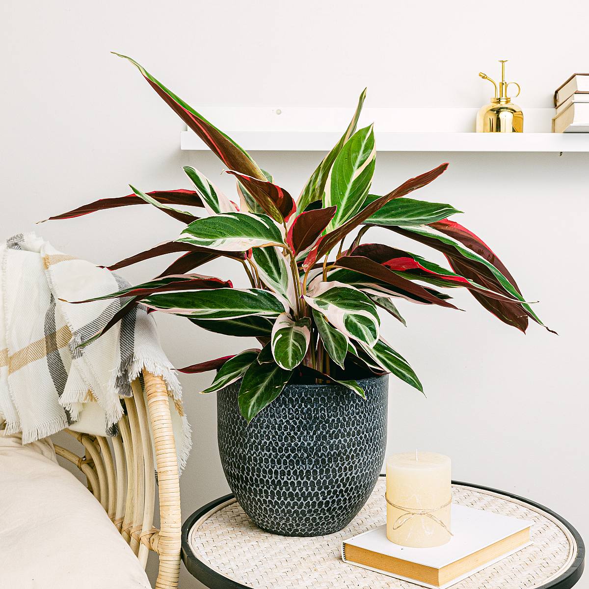 Calathea Triostar XL picture 1