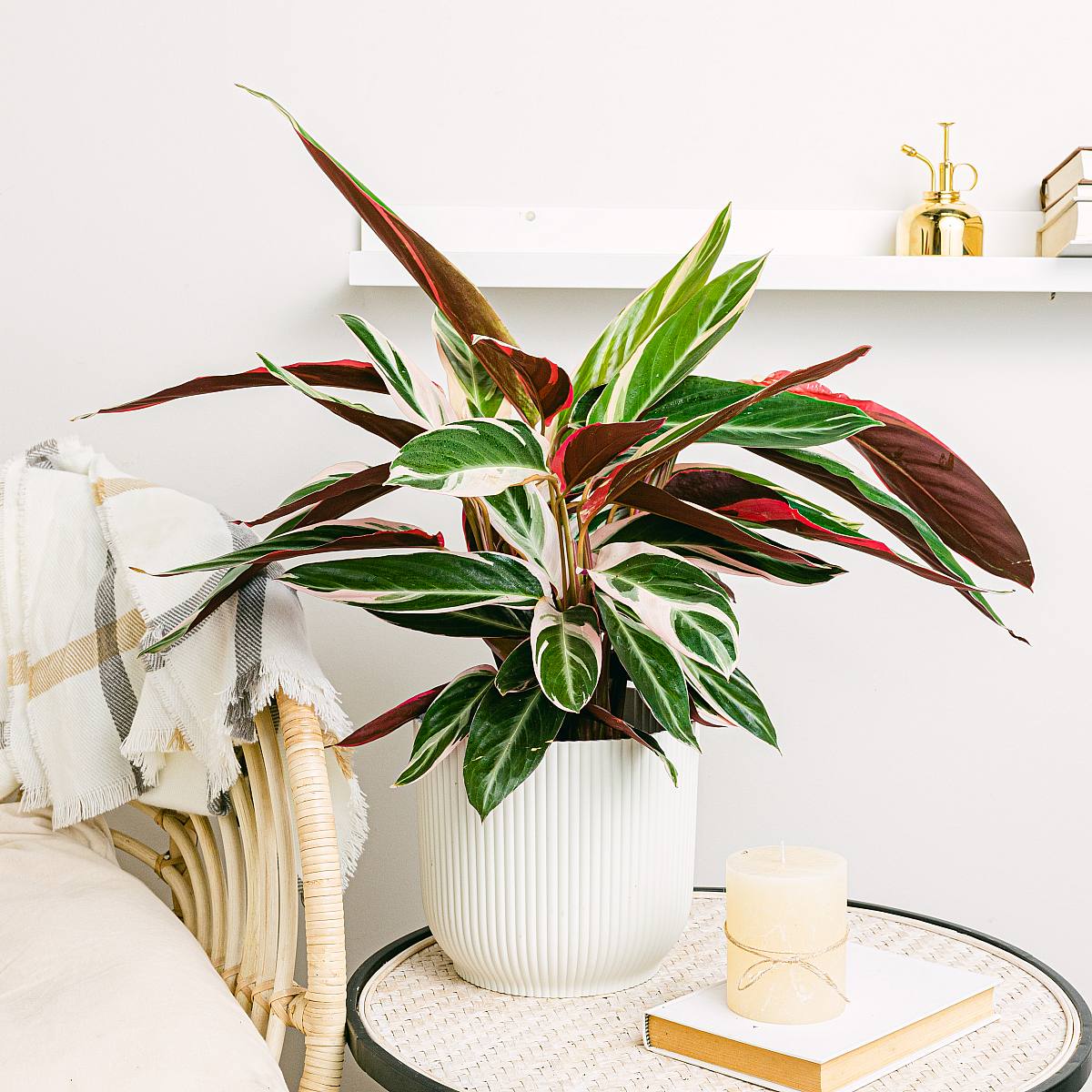 Calathea Triostar XL picture 3