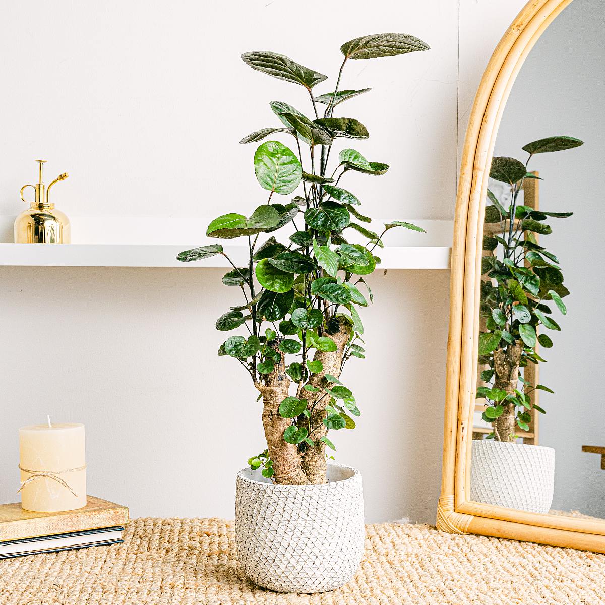 Arbusto Fabián - Planta medicinal picture 1