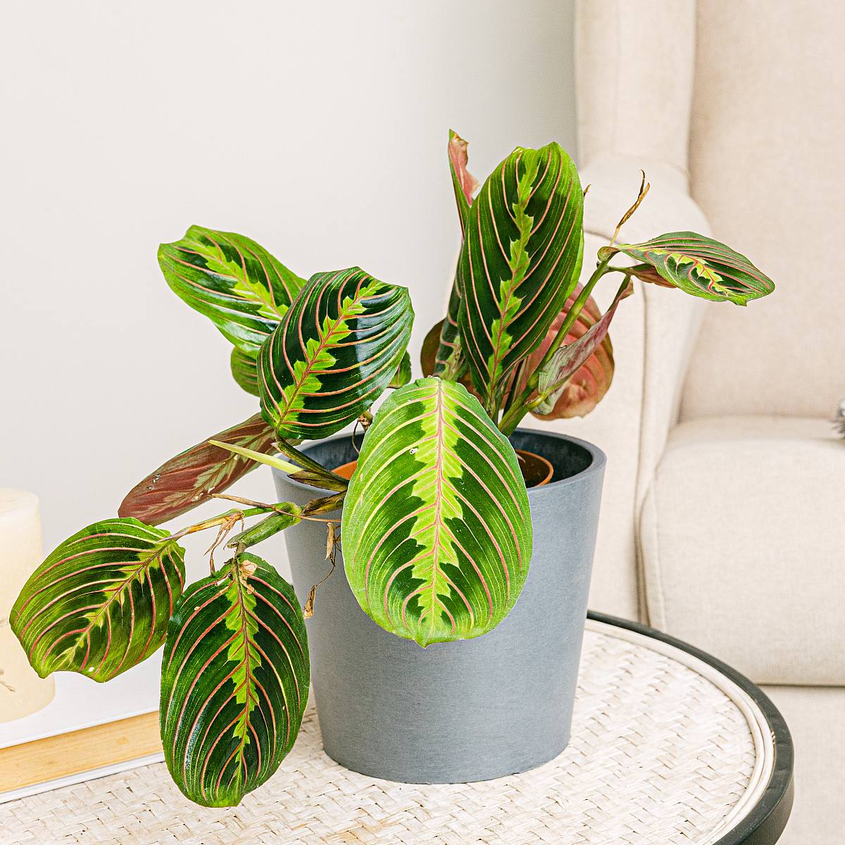 Květina modlitby picture 2