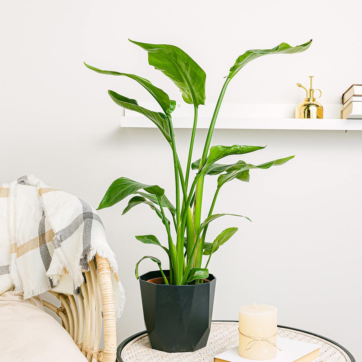 Rajský pták - Exotická krása picture 1