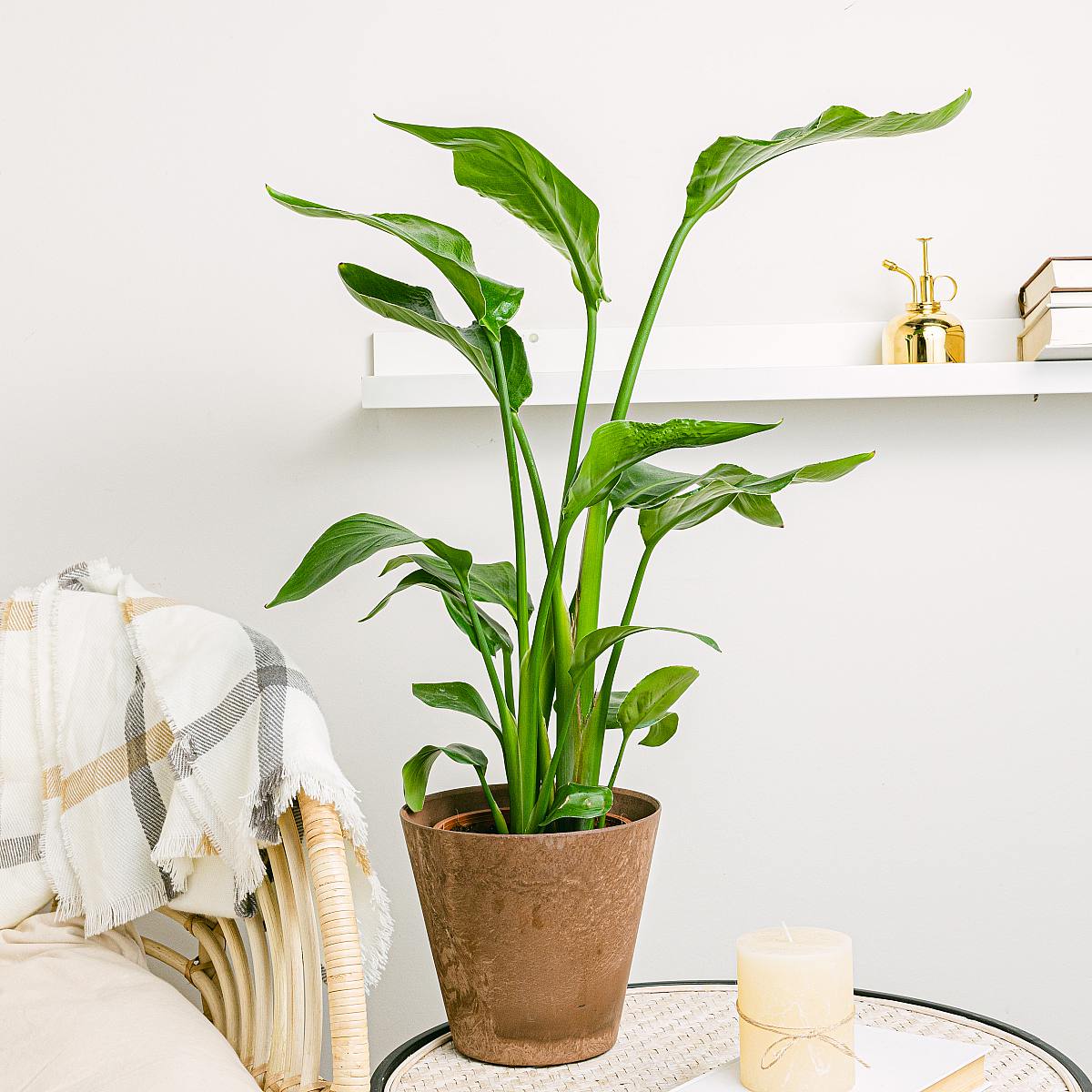 Rajský pták - Exotická krása picture 2