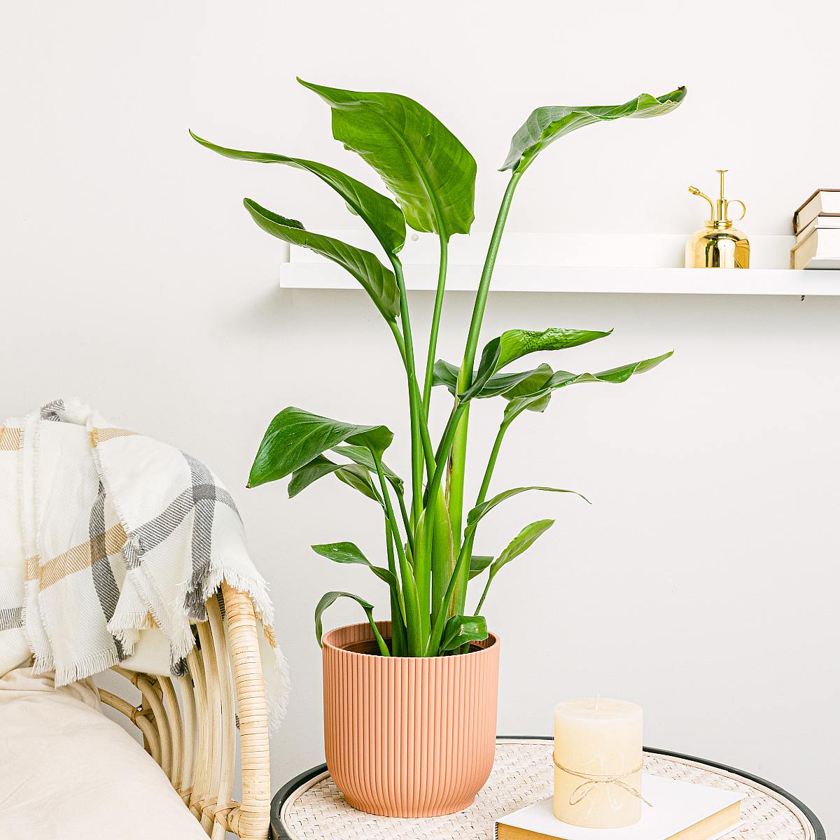 Rajský pták - Exotická krása picture 3