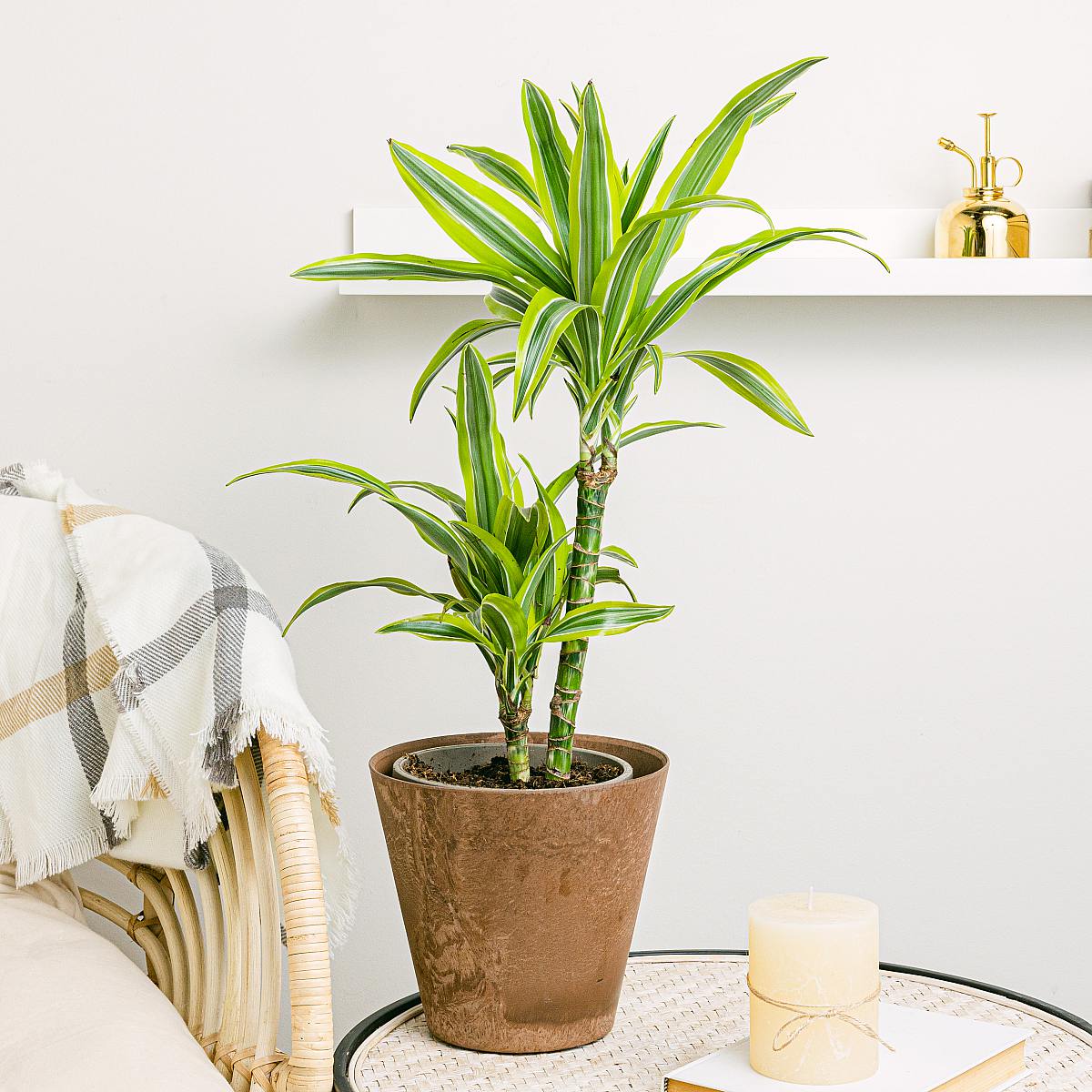 Dracena Lemon picture 1