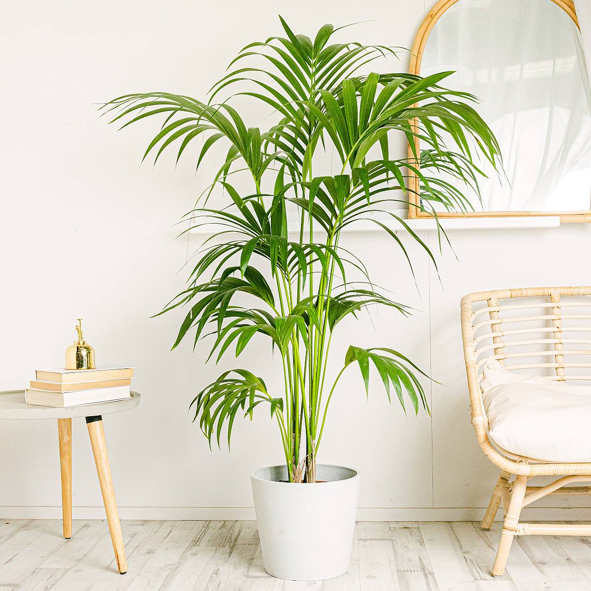 Kentia Palm - Paradijspalm picture 1