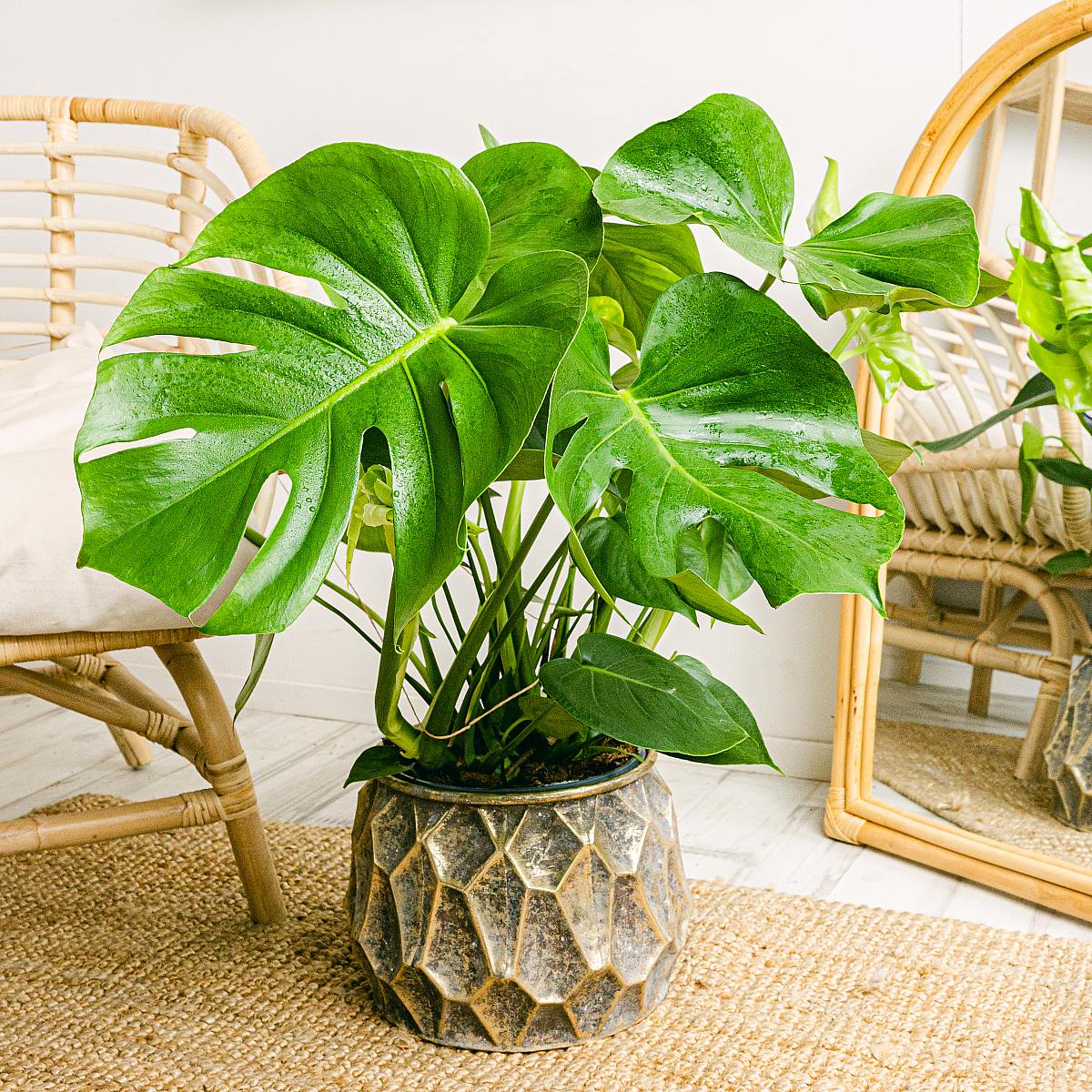 Monstera Deliciosa - Adams ribben picture 2