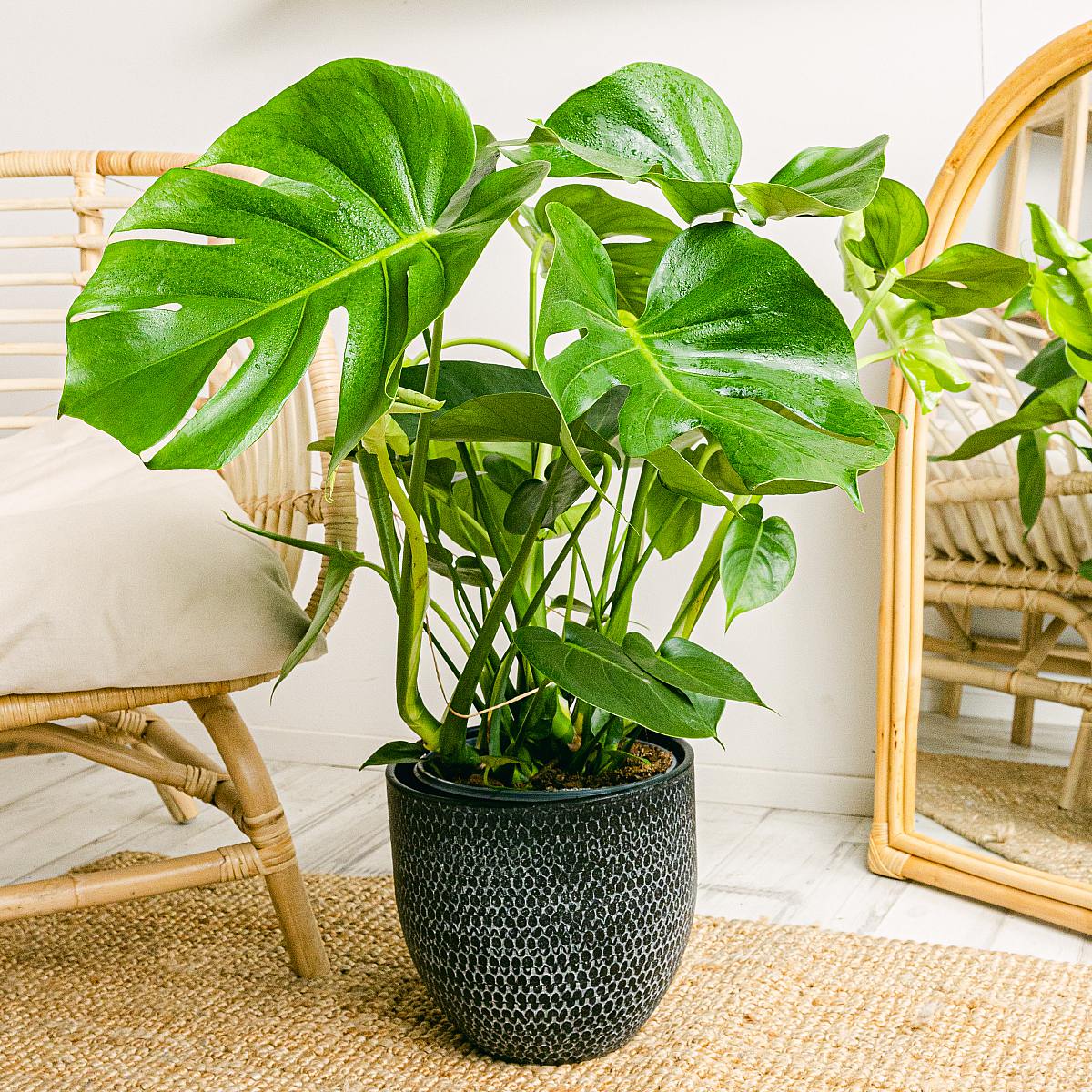 Monstera Deliciosa - Adams ribben picture 1