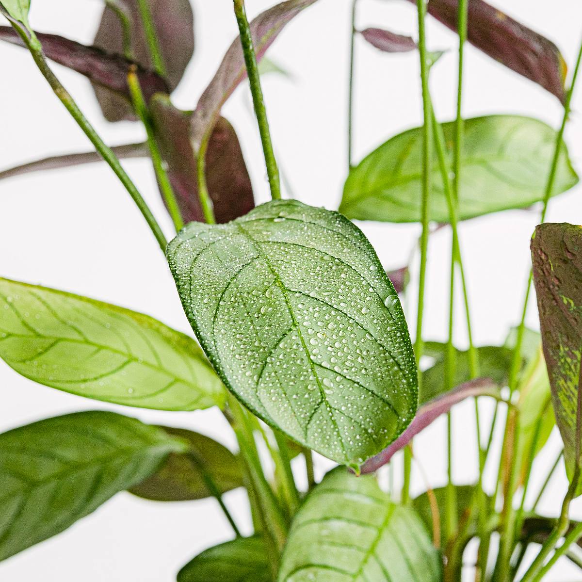 Ctenanthe Amagris picture 5