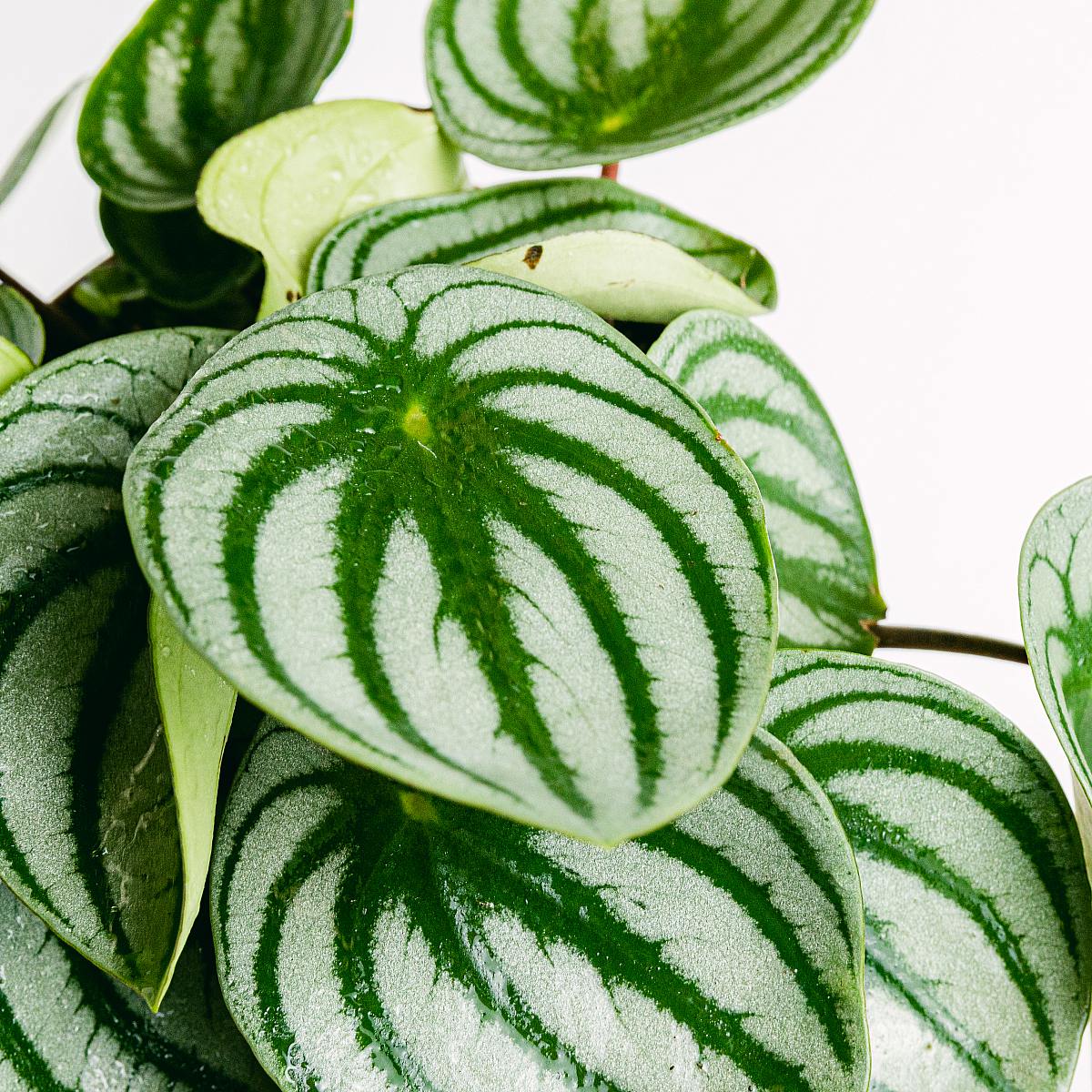 Peperomia Wassermelone picture 3