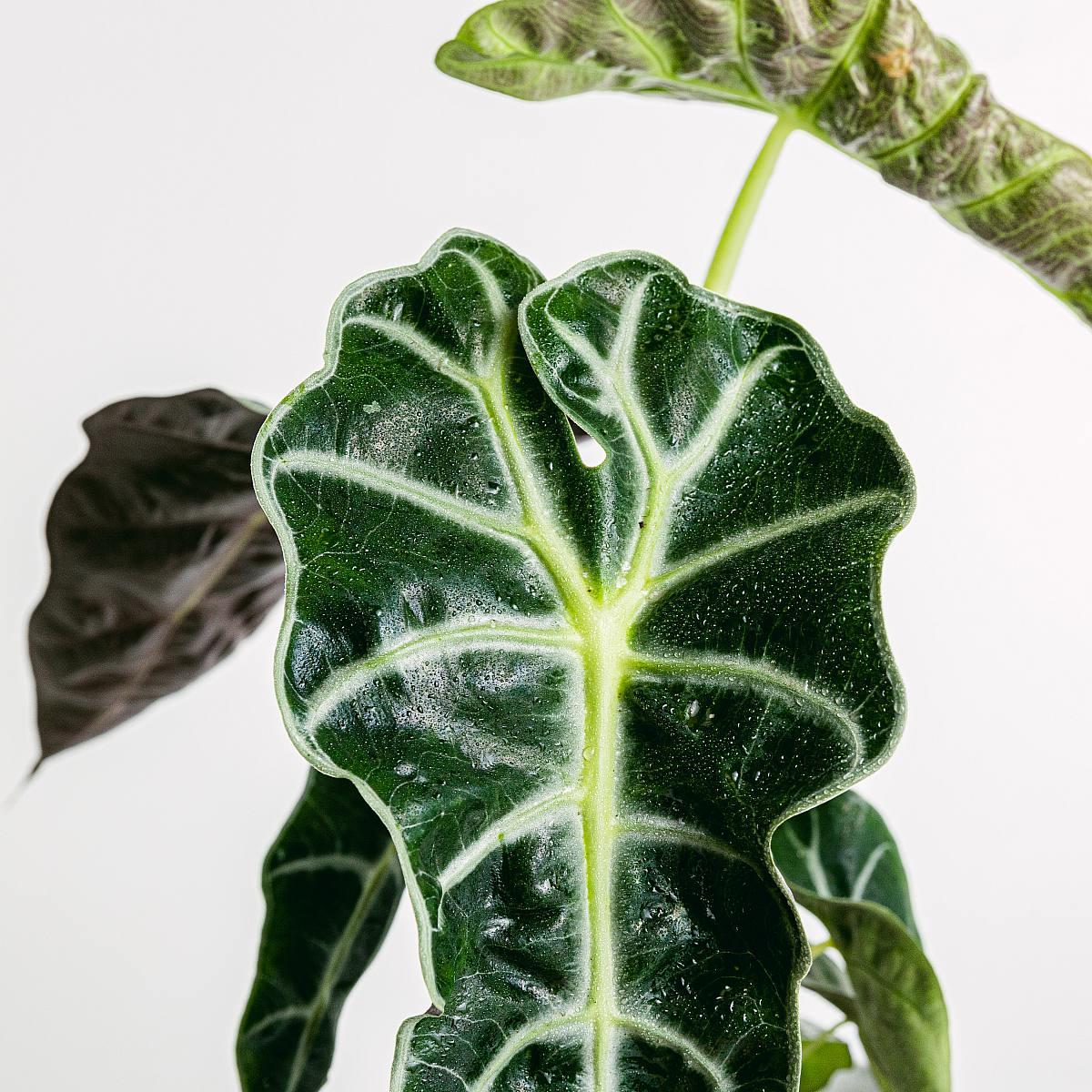 Alocasia amazonica picture 4