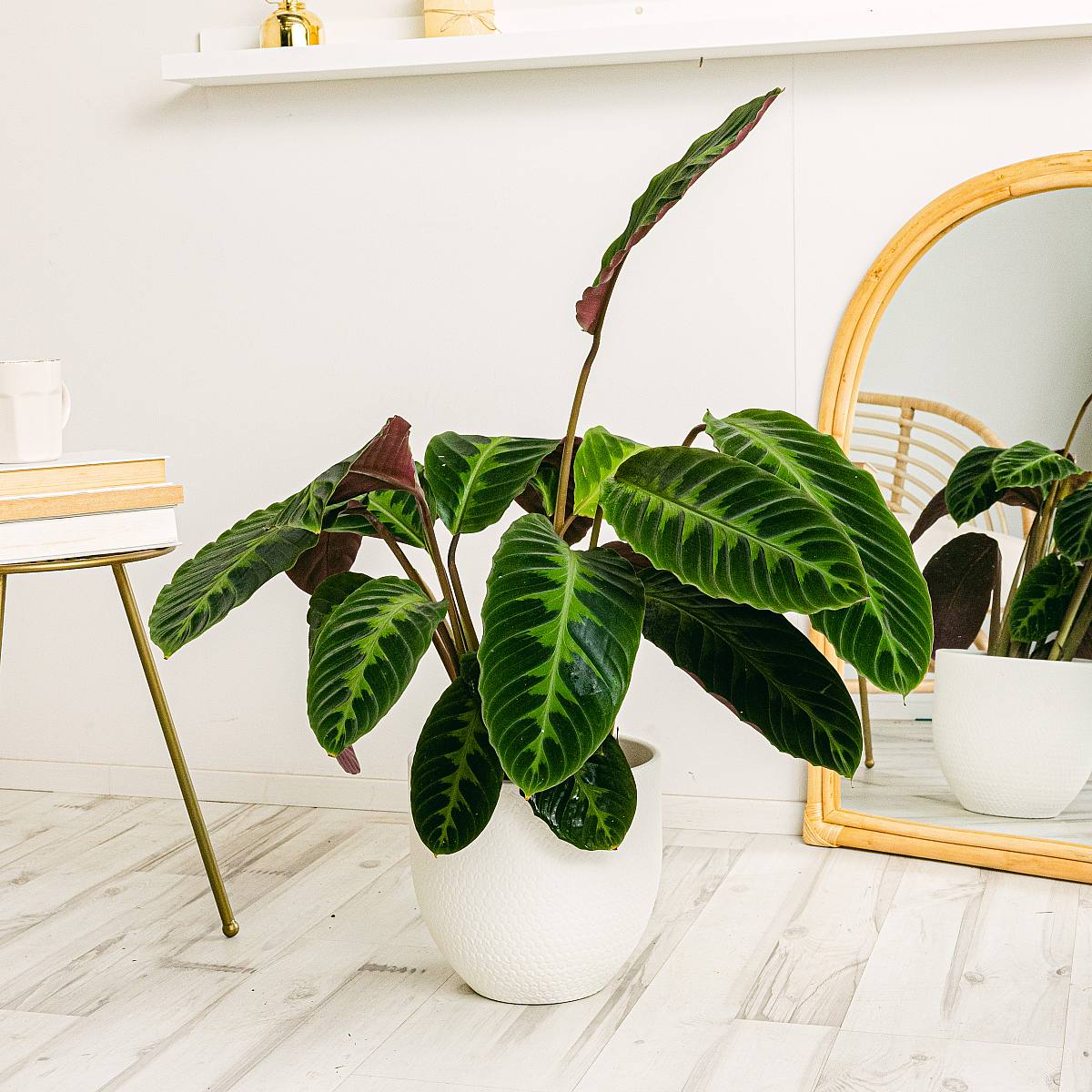 Calathea Warscewiczii picture 2