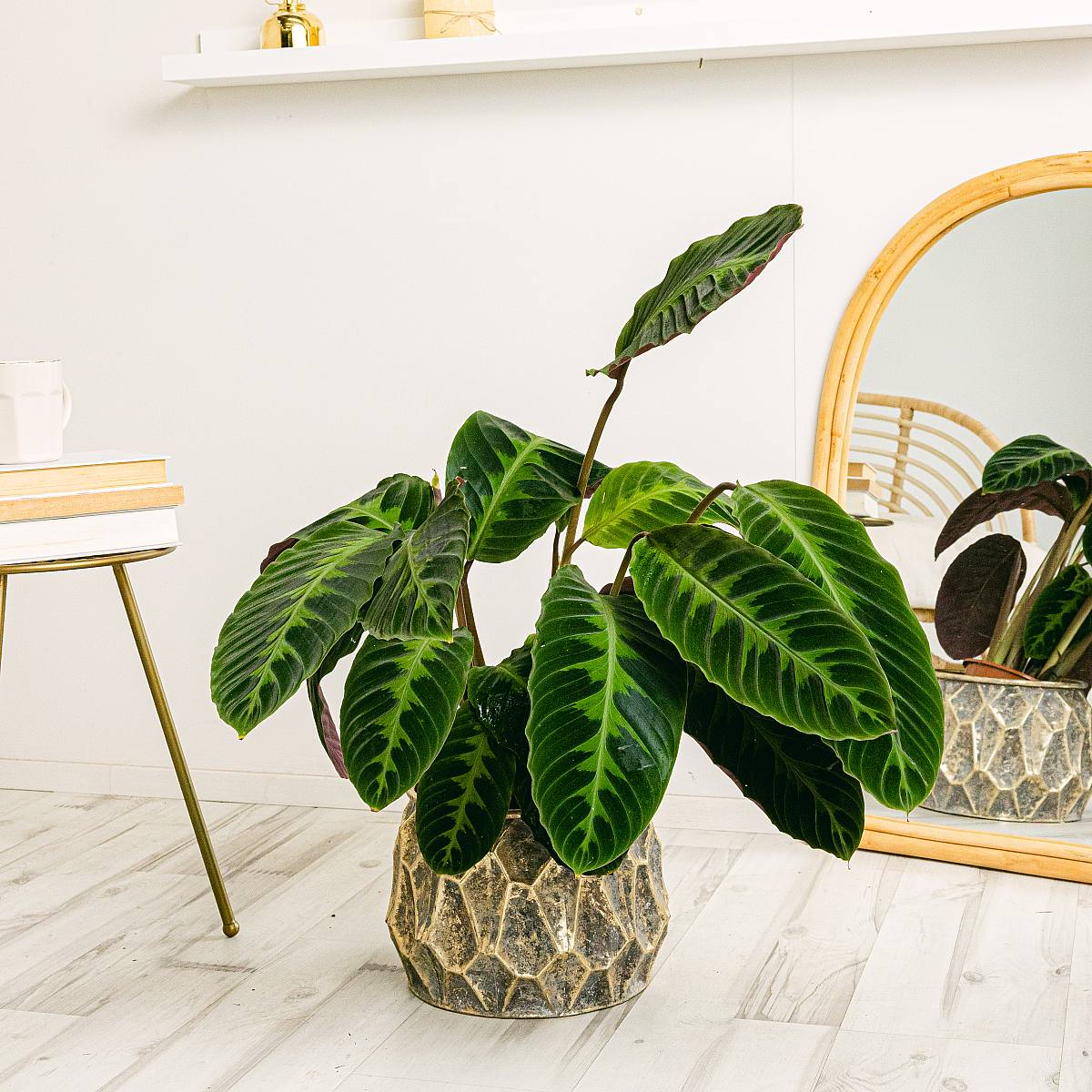 Calathea Warscewiczii picture 3