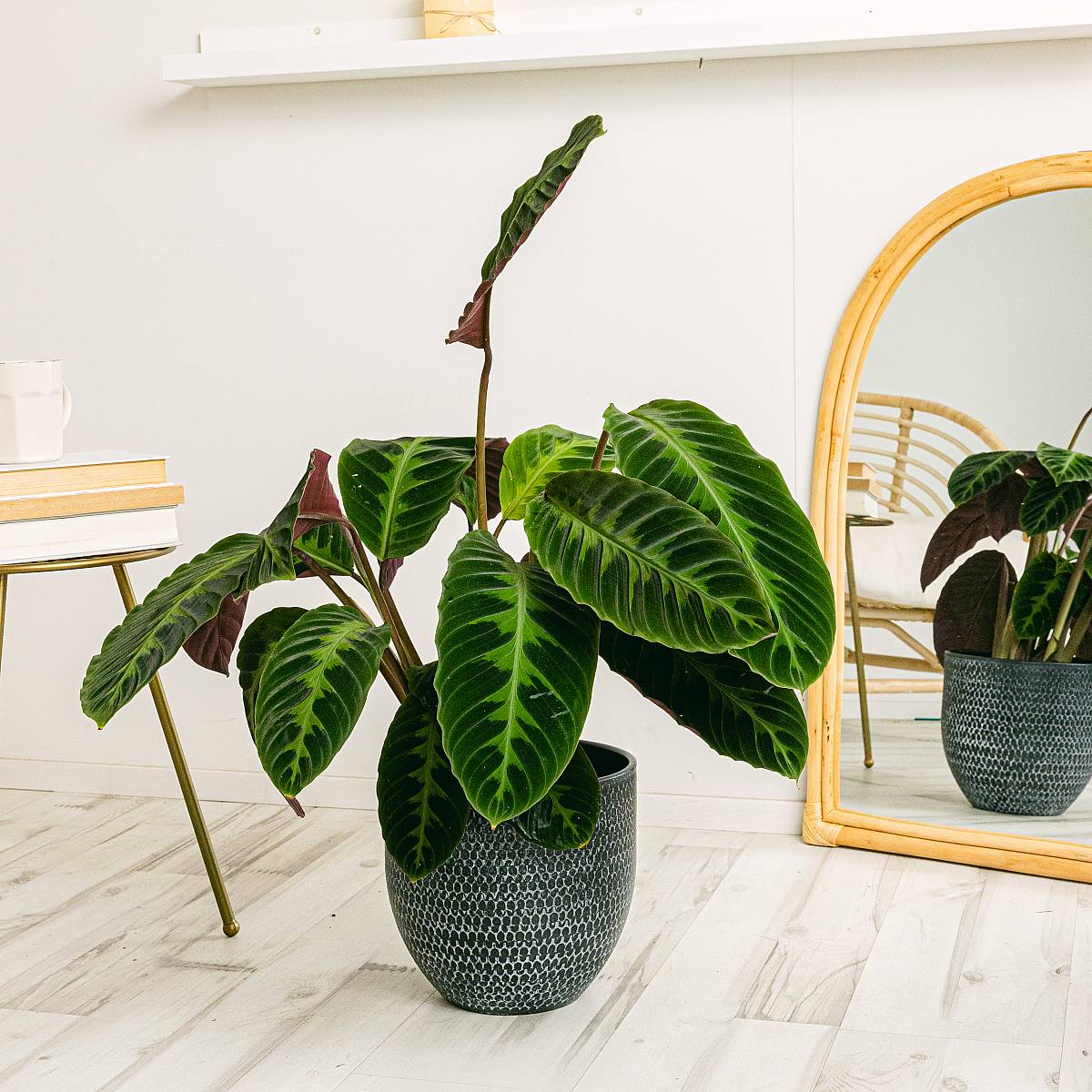 Calathea Warscewiczii picture 0