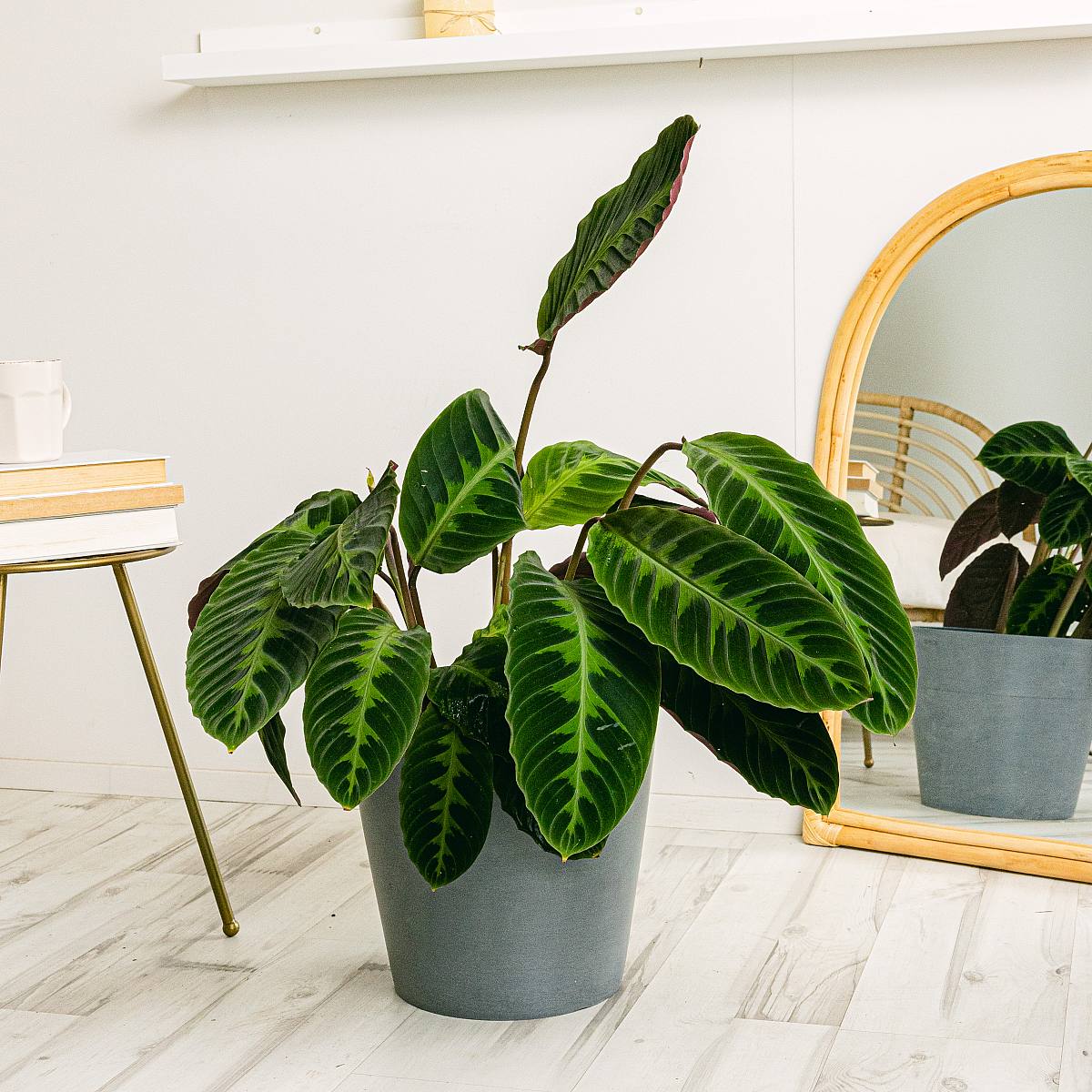 Calathea Warscewiczii picture 1