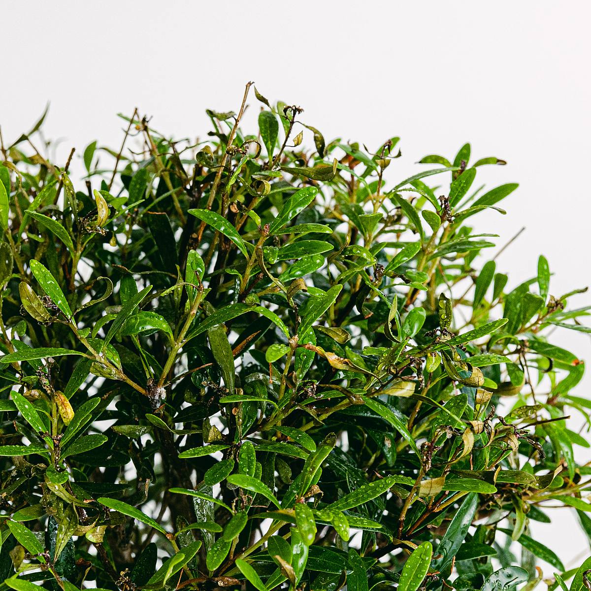 Bonsai Syzigium 5 let picture 1