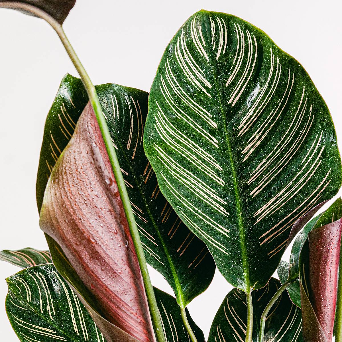 Calathea Sanderiana XL picture 4