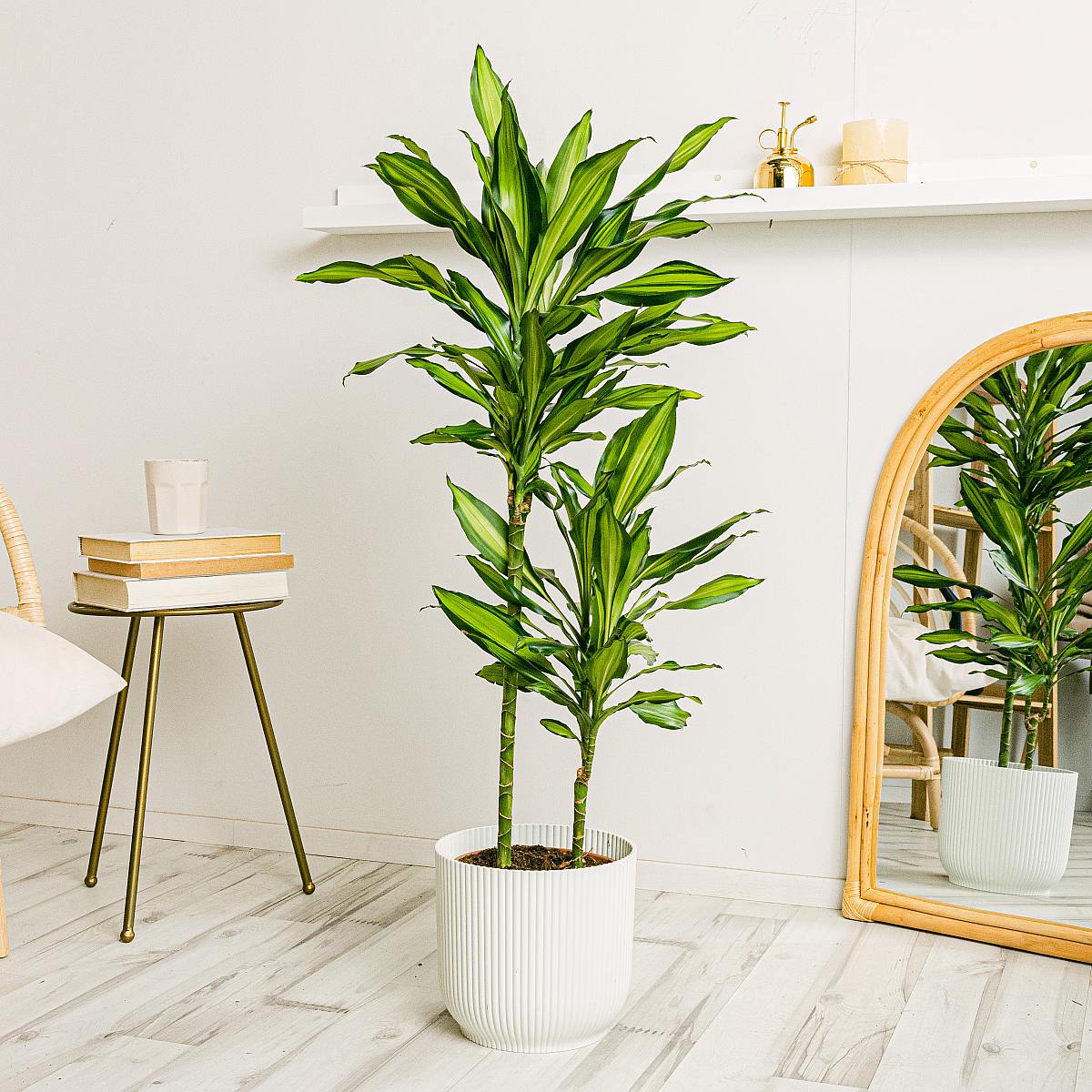 Dracena Citron XL picture 1