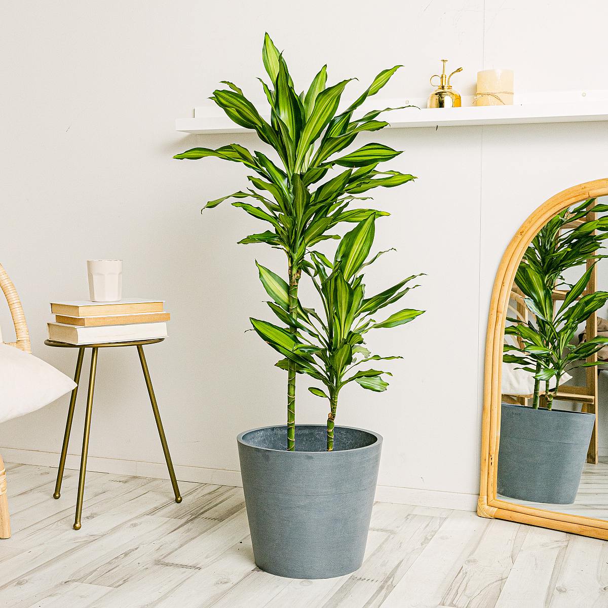 Dracena Citron XL picture 2