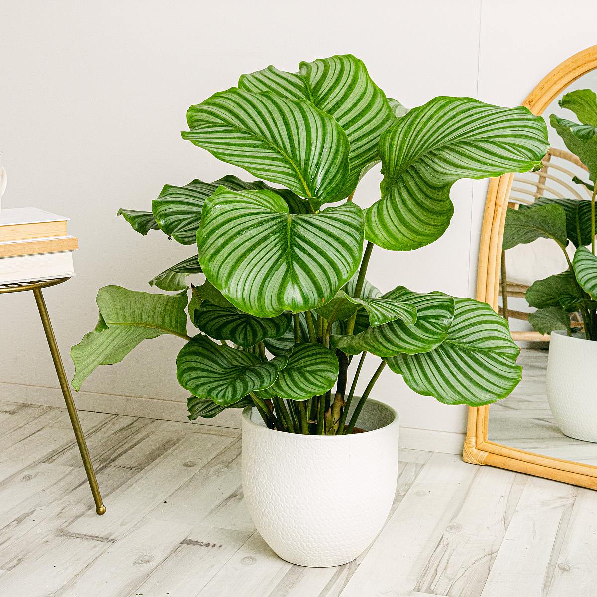 Calathea orbifolia picture 2