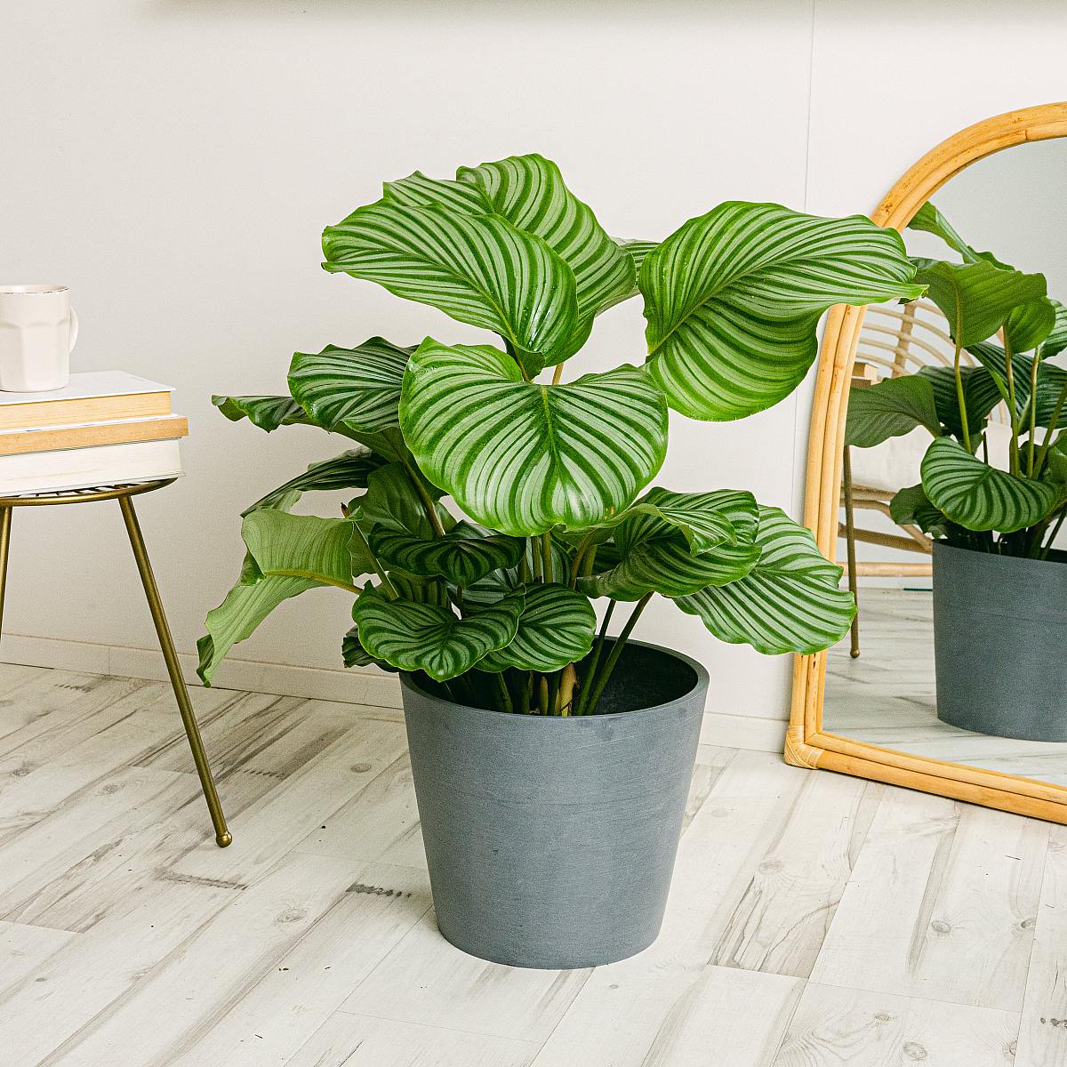 Calathea orbifolia picture 1