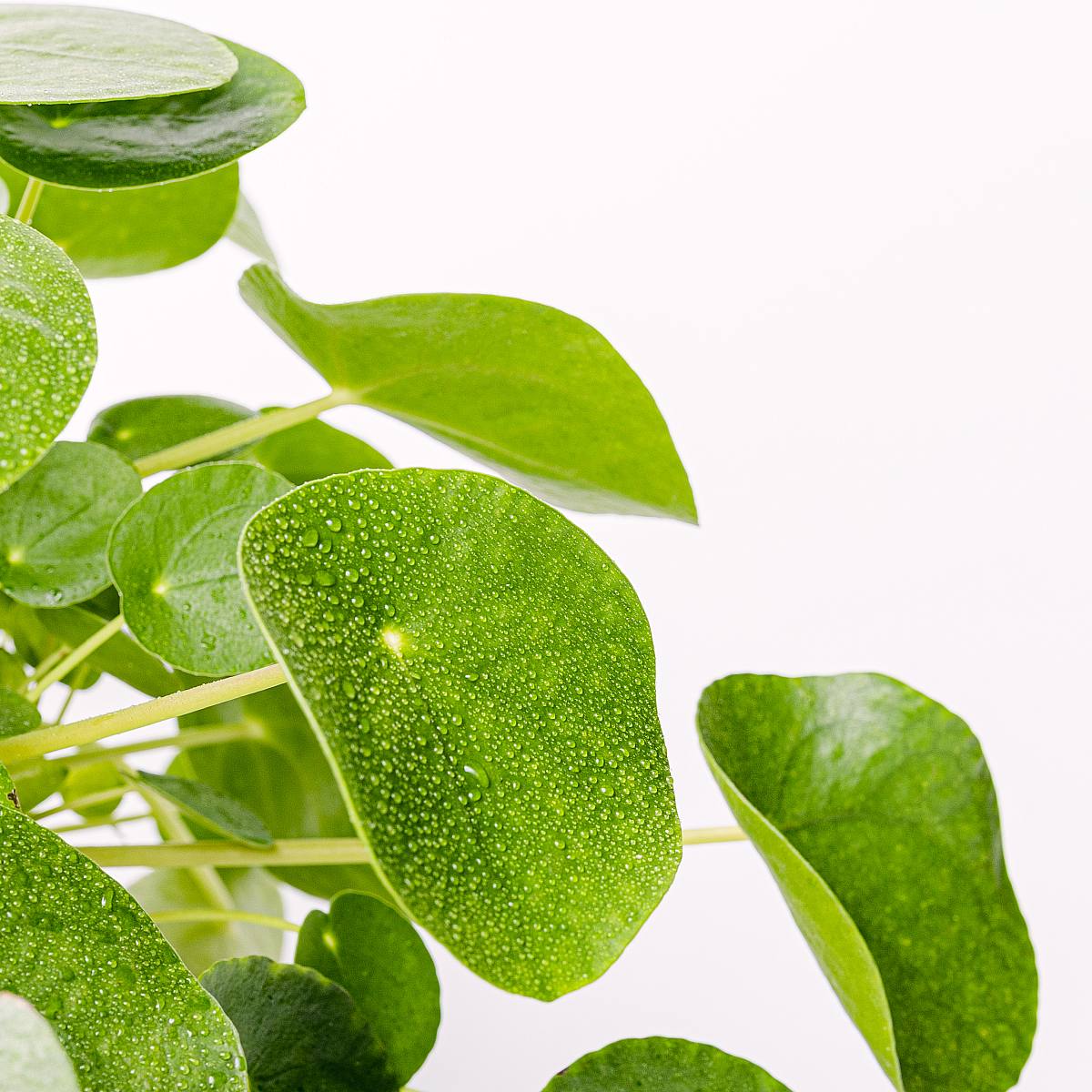 Chińska roślina pieniężna picture 3