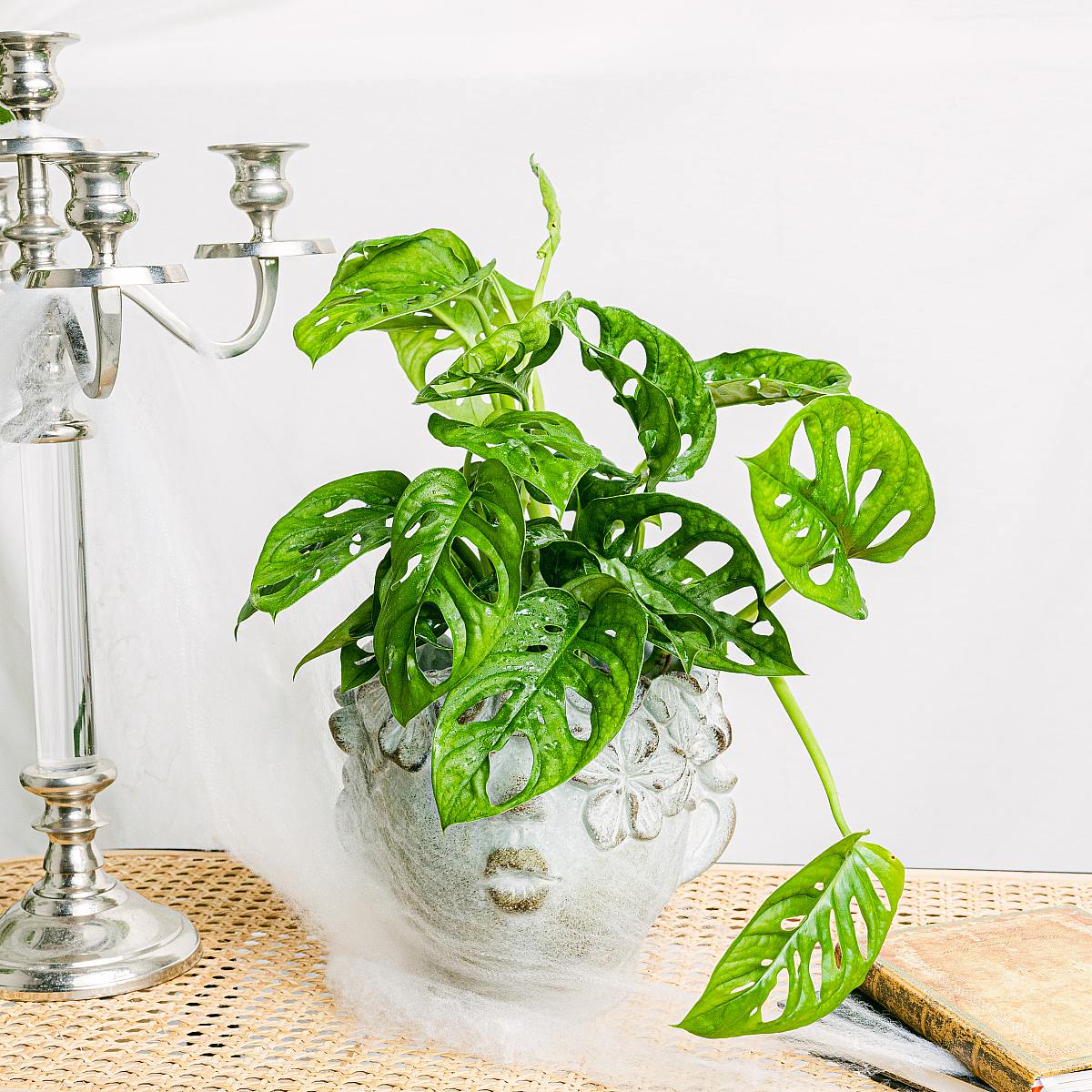 Monstera obliqua picture 5