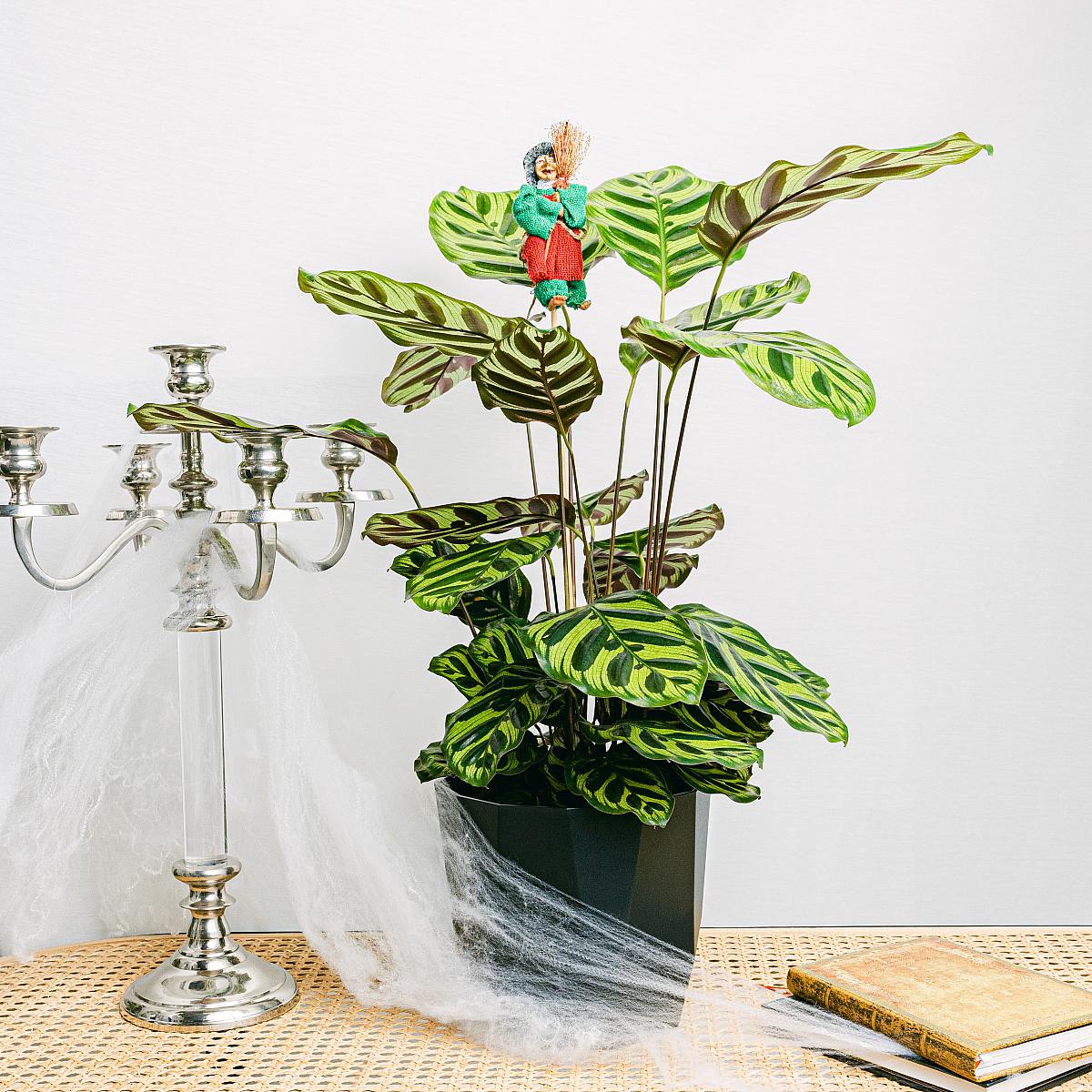 Calathea makoyana picture 6