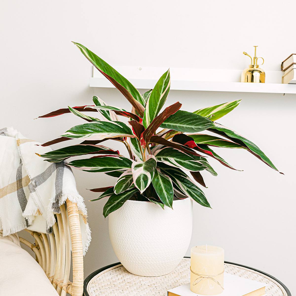 Calathea Triostar XL picture 2