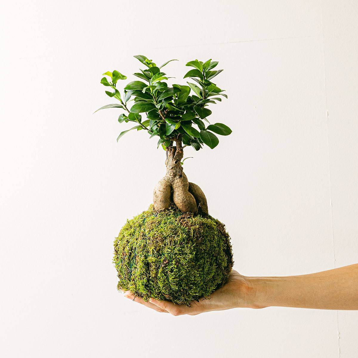 Ficus Ginseng Kokedama picture 3