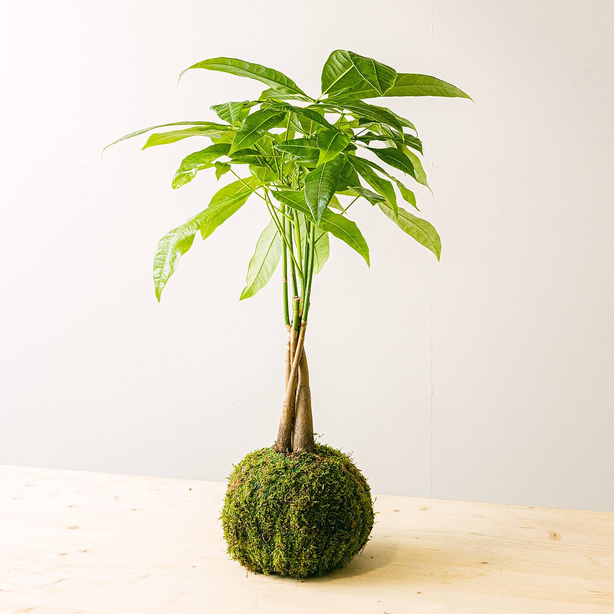 Kokedama Pachira picture 1