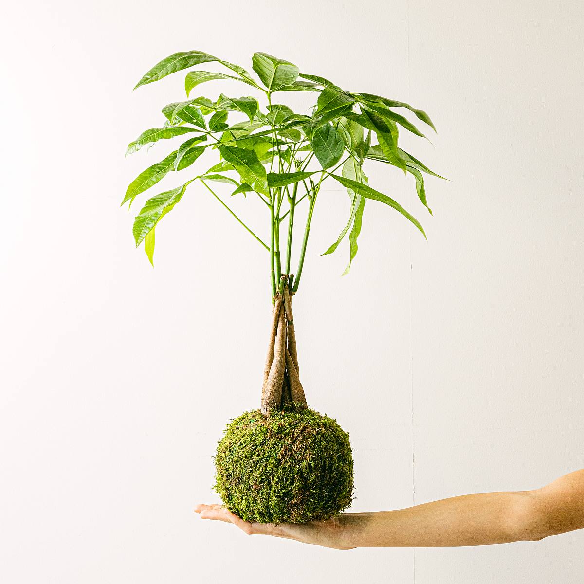 Kokedama Pachira picture 3