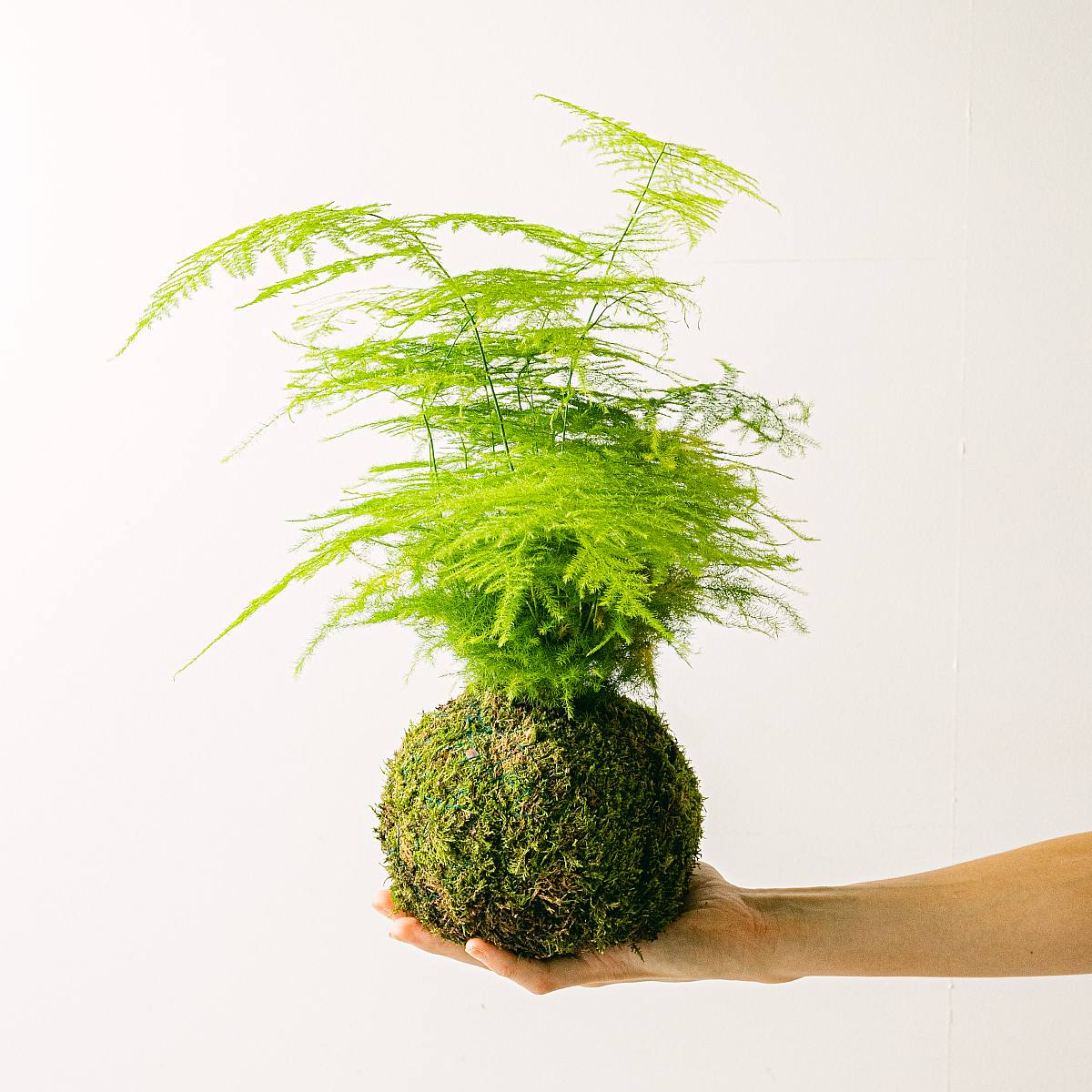 Kokedama Aspa picture 2
