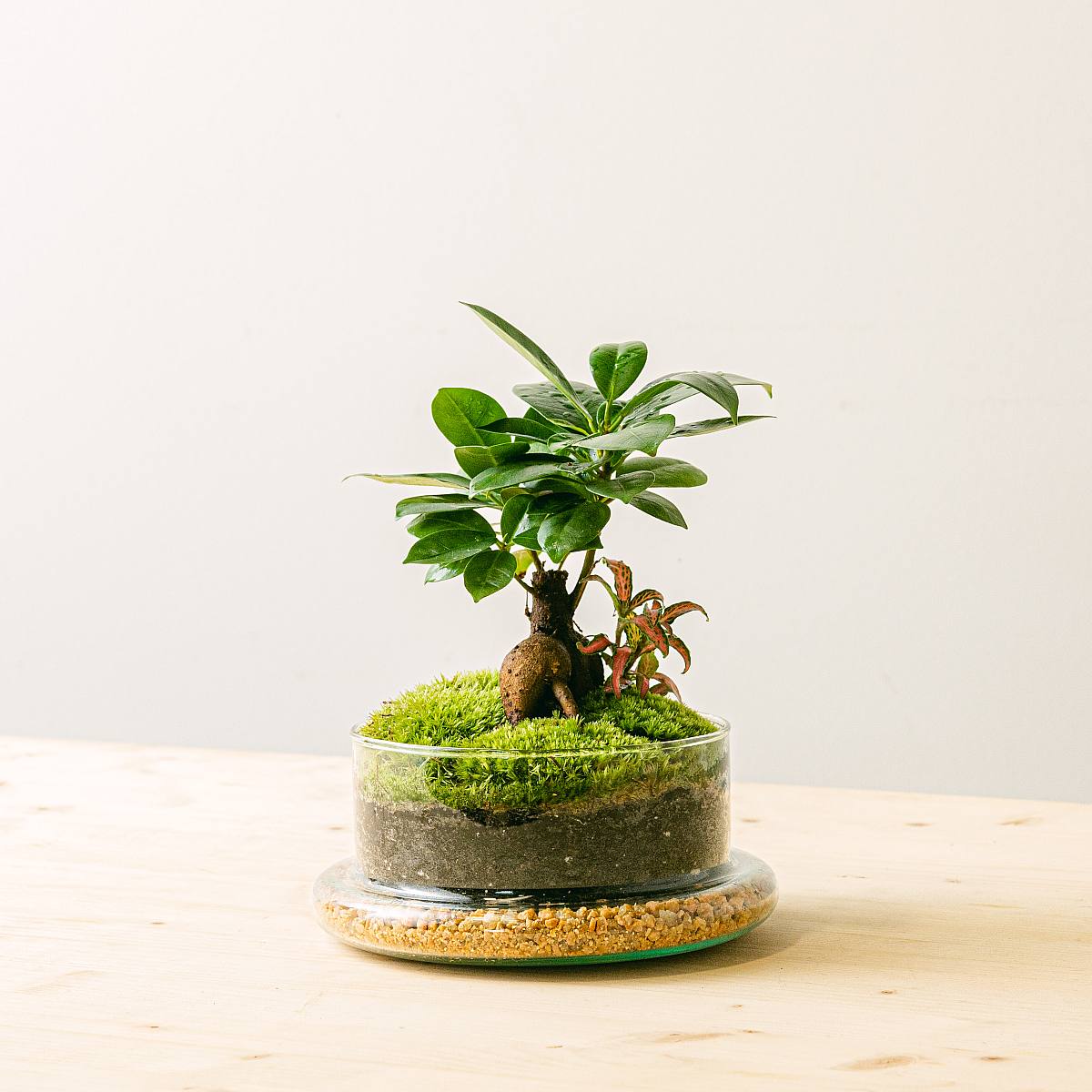 Dóm v džungli picture 1