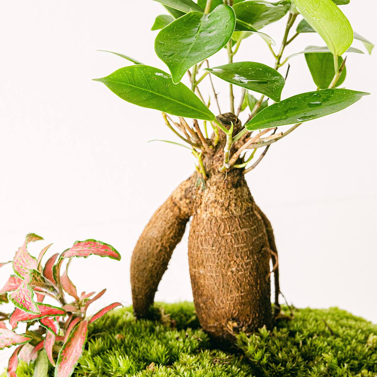 Dóm v džungli picture 3