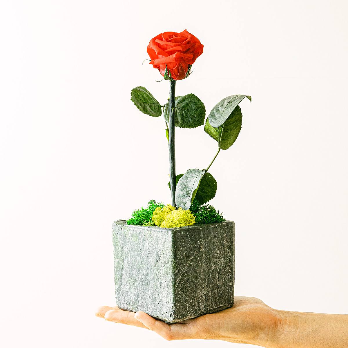 Ros - Alla hjärtans dag picture 1