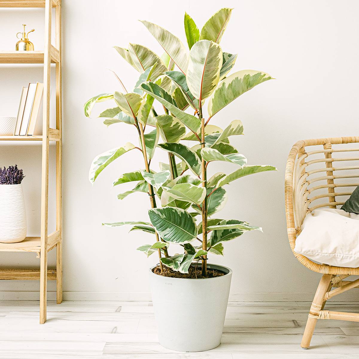 Ficus elastica tineke XL picture 1