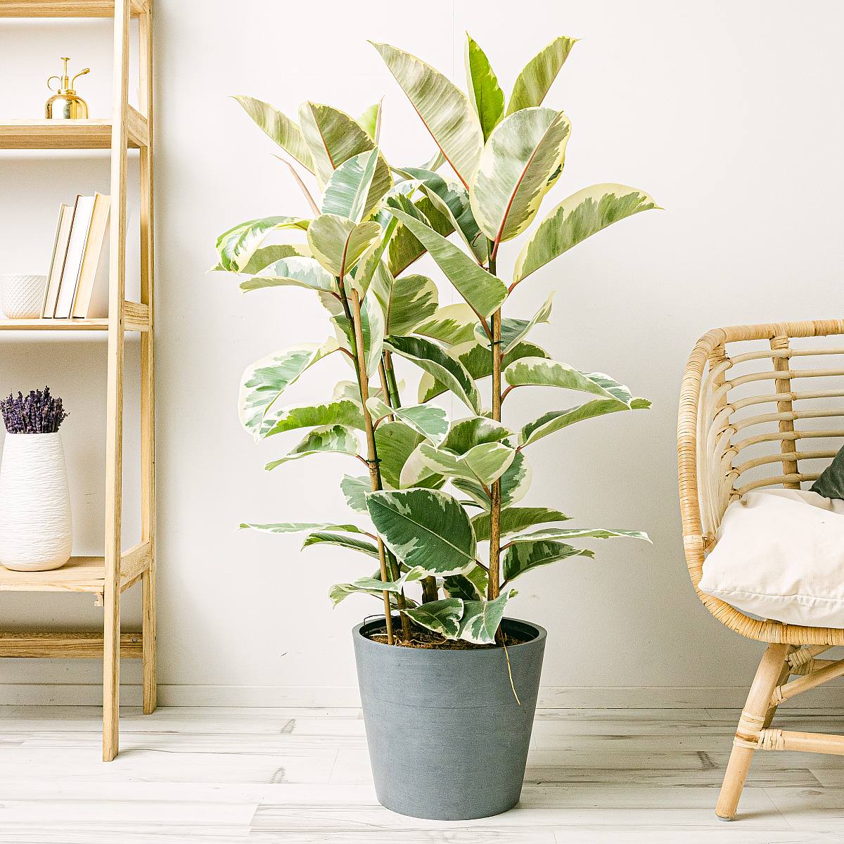 Ficus elastica tineke XL picture 2