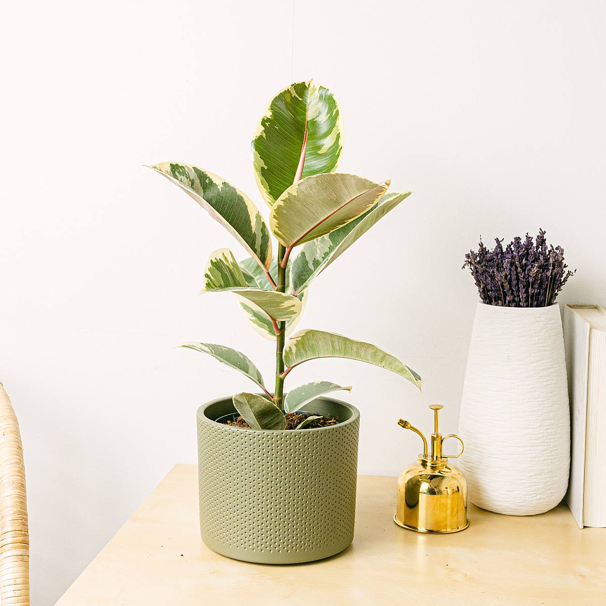 Ficus elastica tineke M picture 1