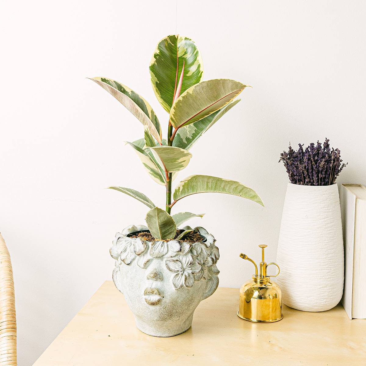 Ficus elastica tineke M picture 2