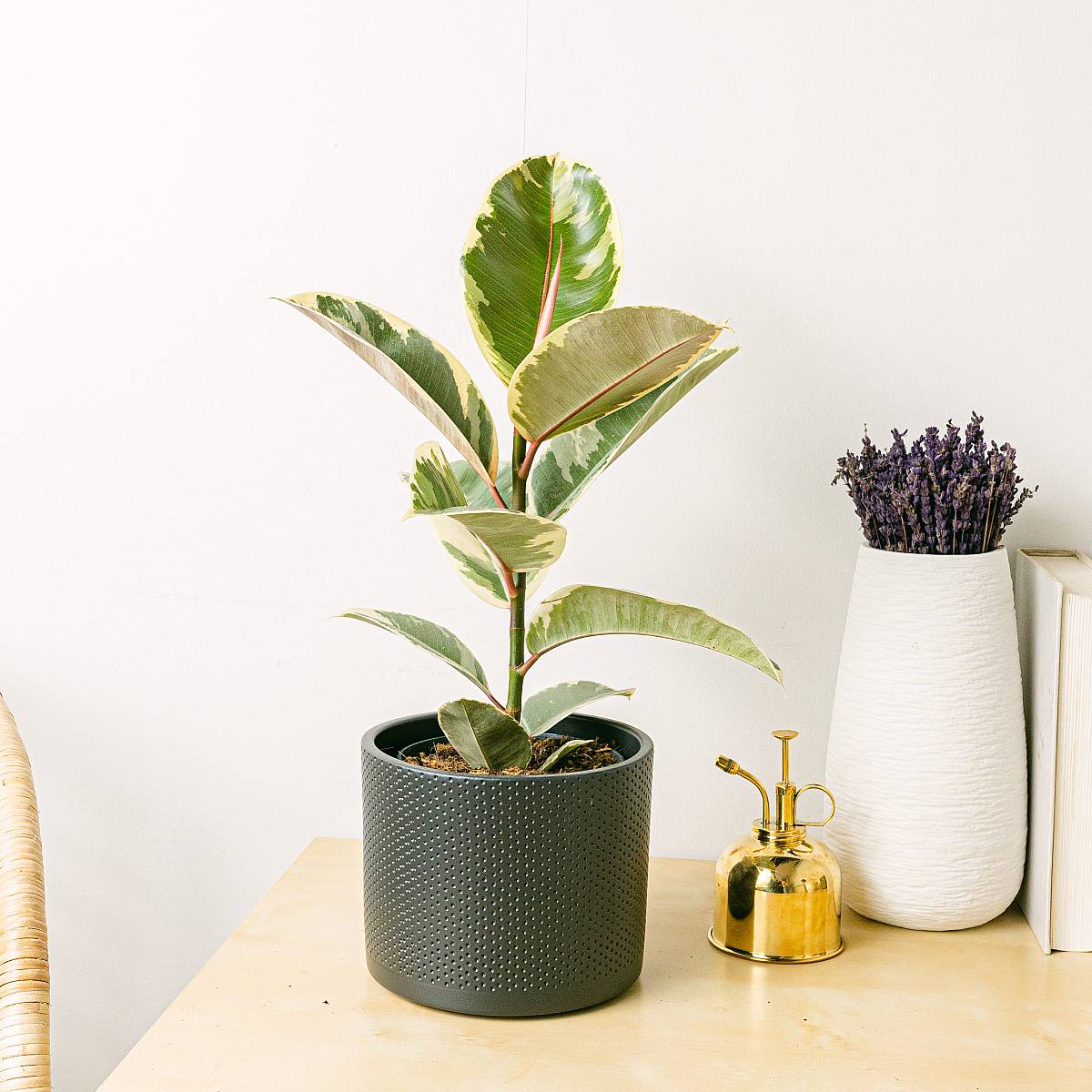 Ficus elastica tineke M picture 3