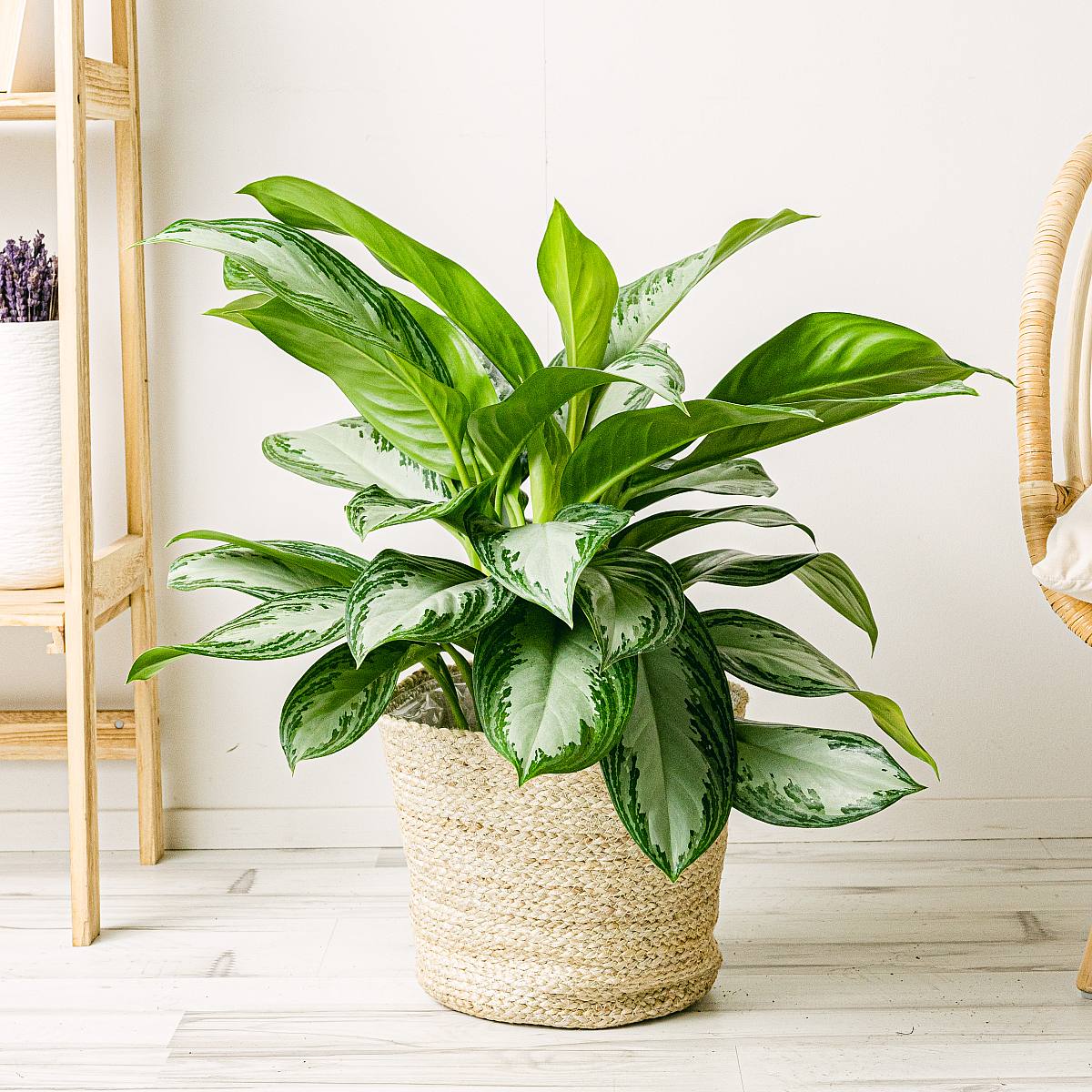 Aglaonema Silberne Bucht picture 2